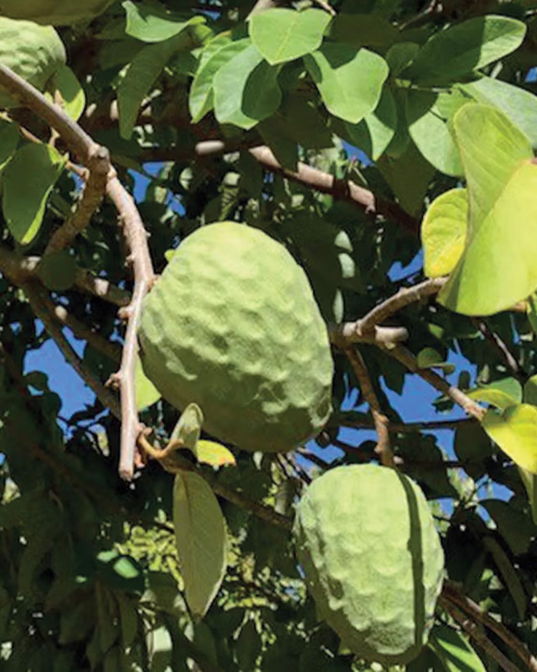 Season planner image