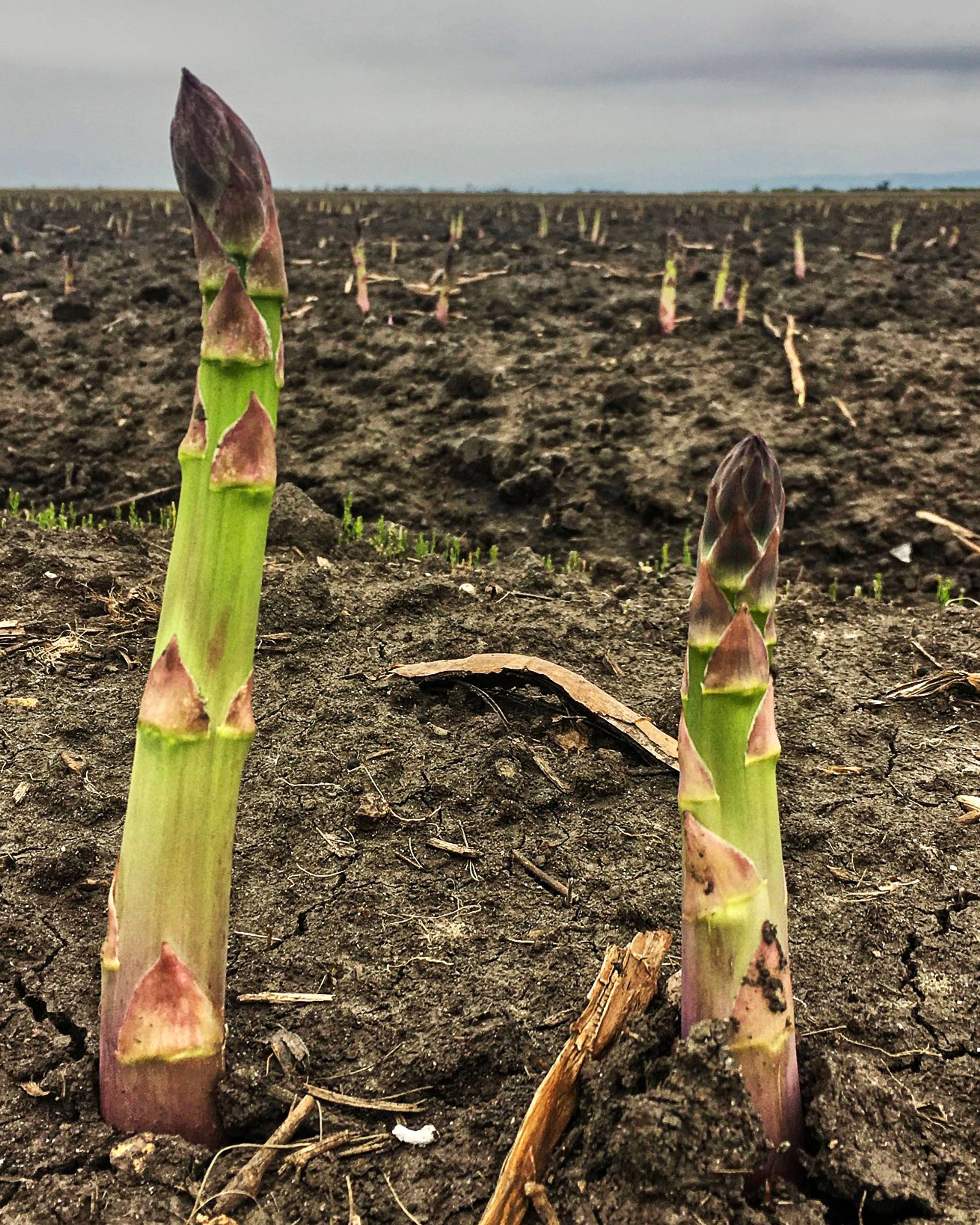 large and small asparagus heads stickup up out of the ground