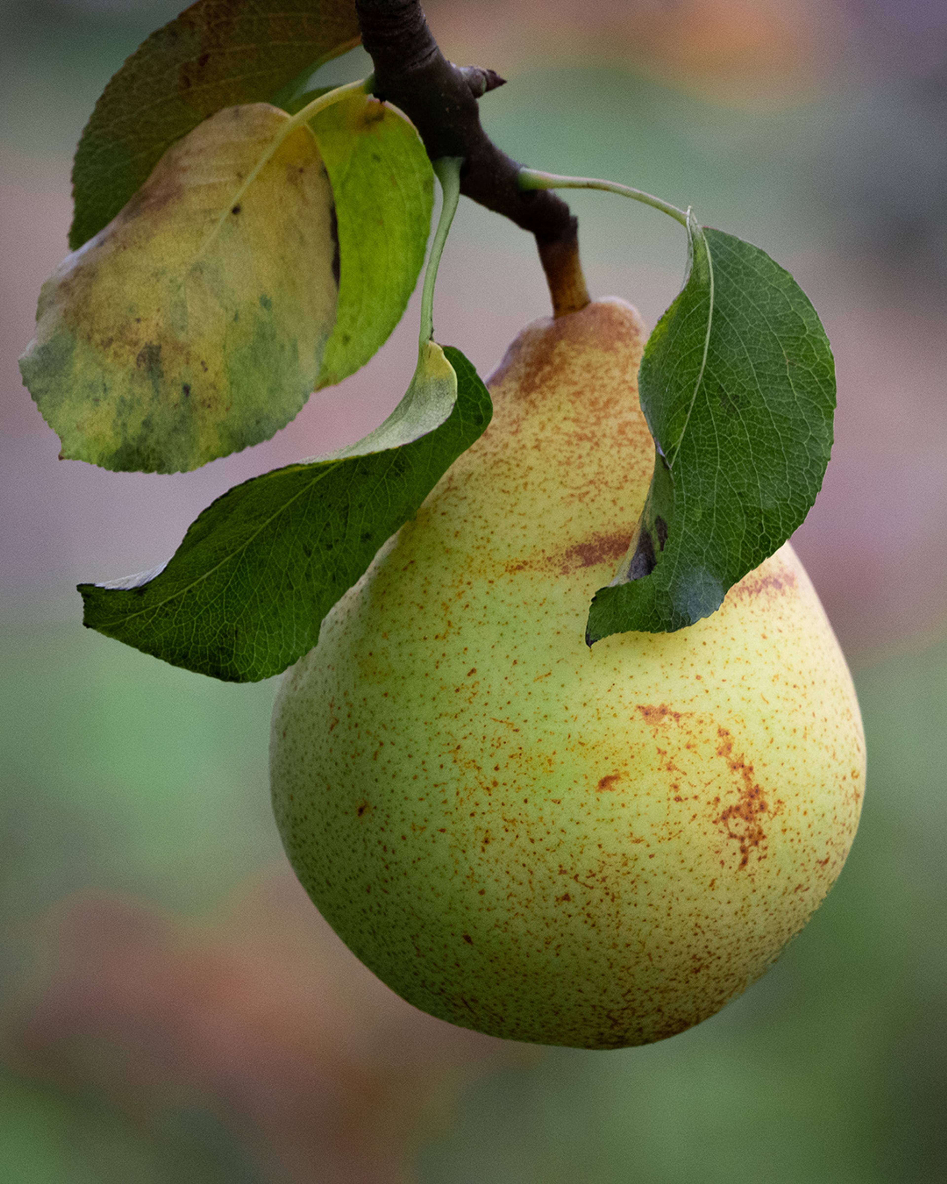 Season planner image