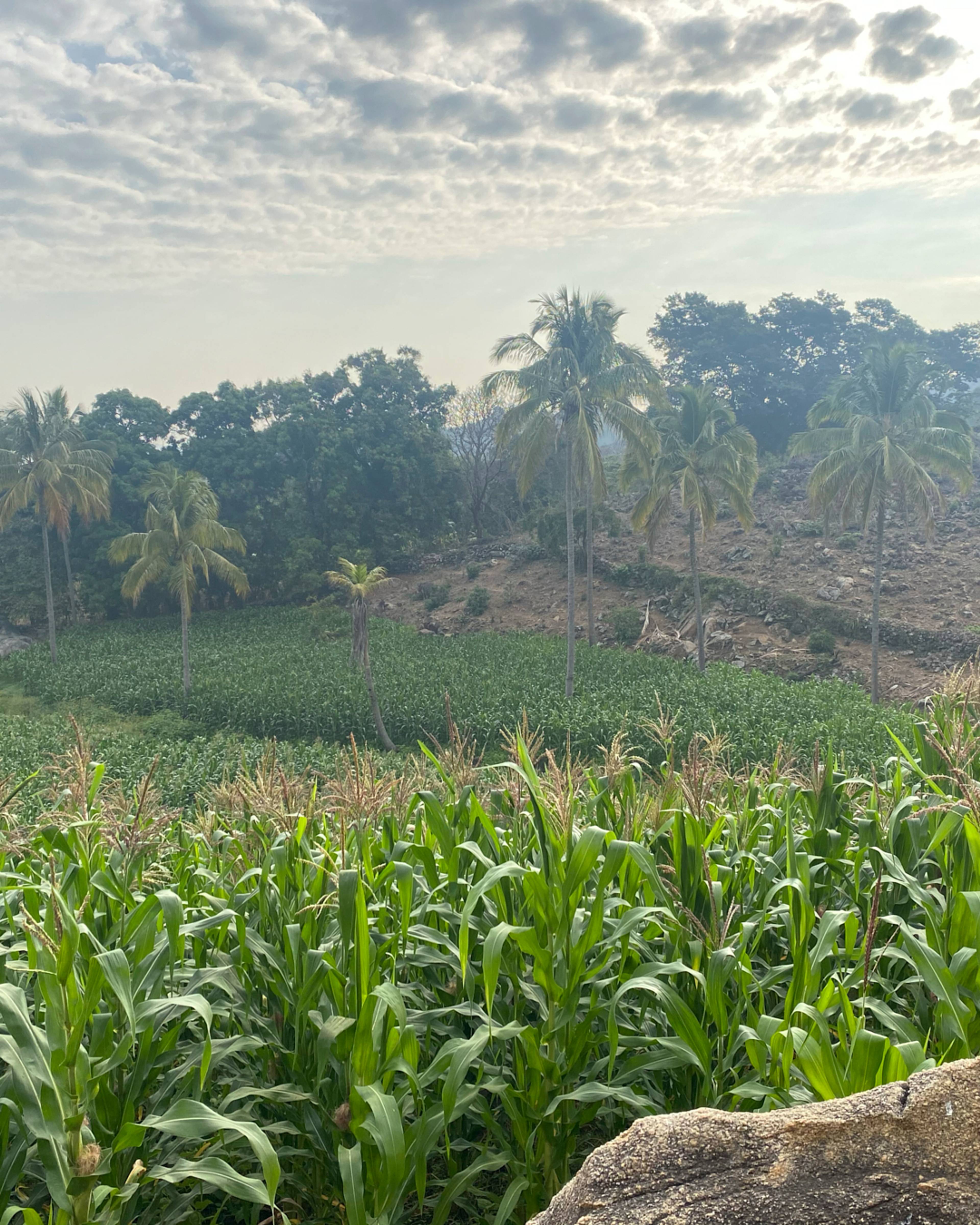 corn fields in mexico