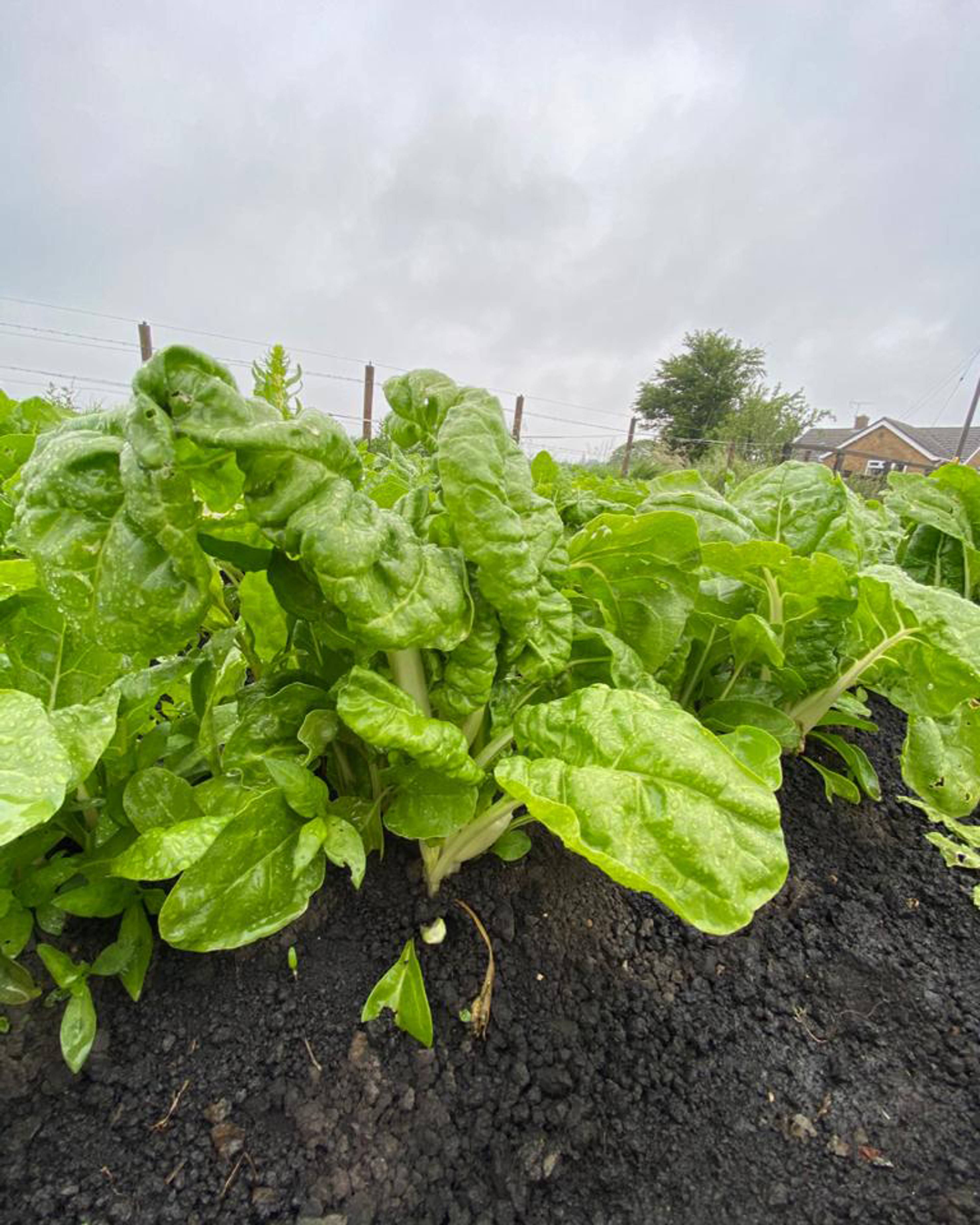 Season planner image