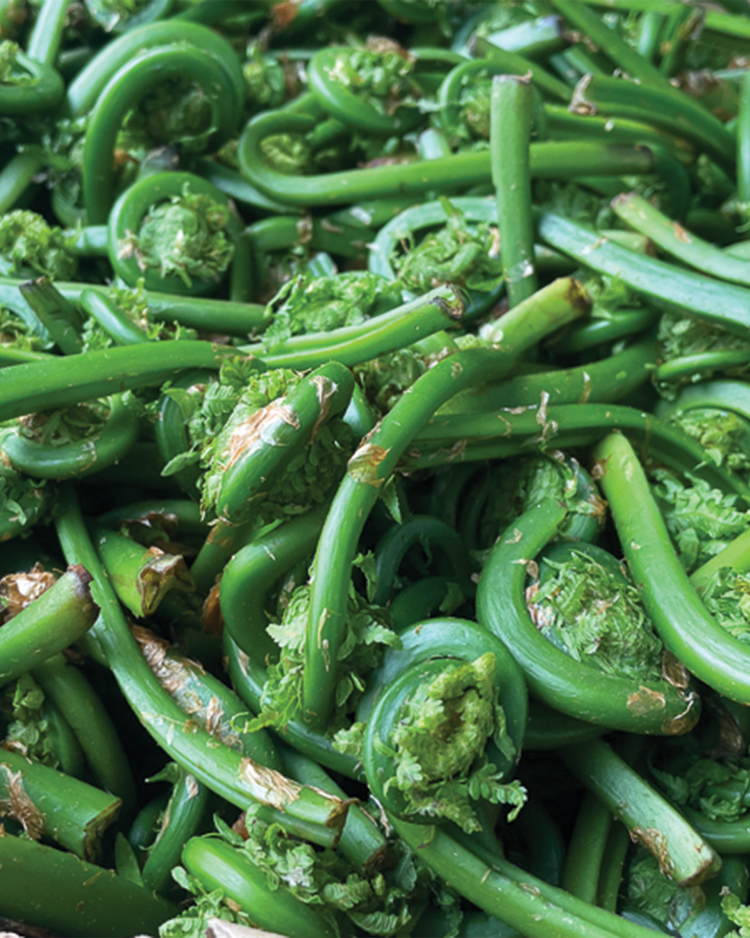 Season planner image