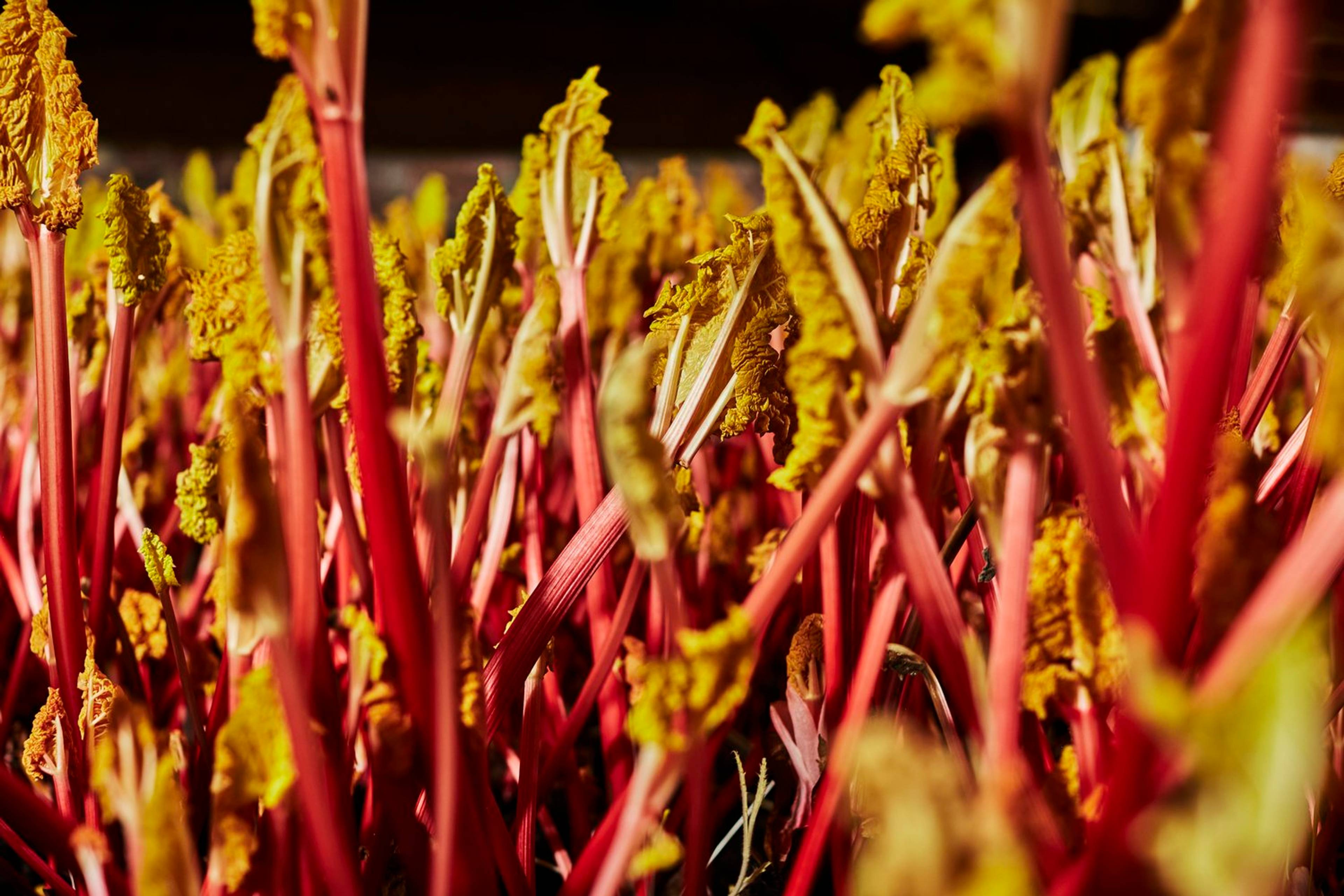 Yorkshire forced rhubarb growing in the forcing shed