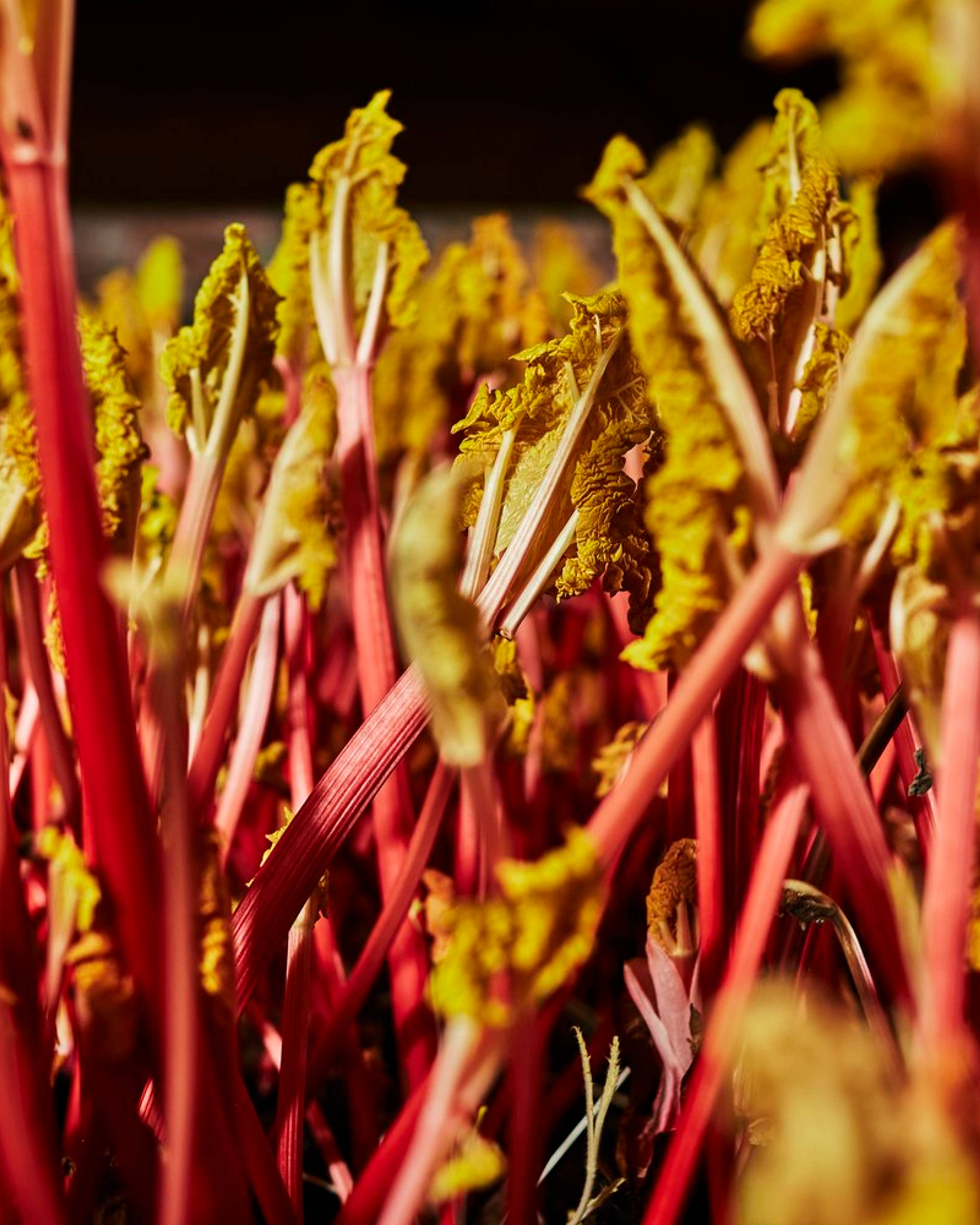 Yorkshire forced rhubarb growing in the forcing shed