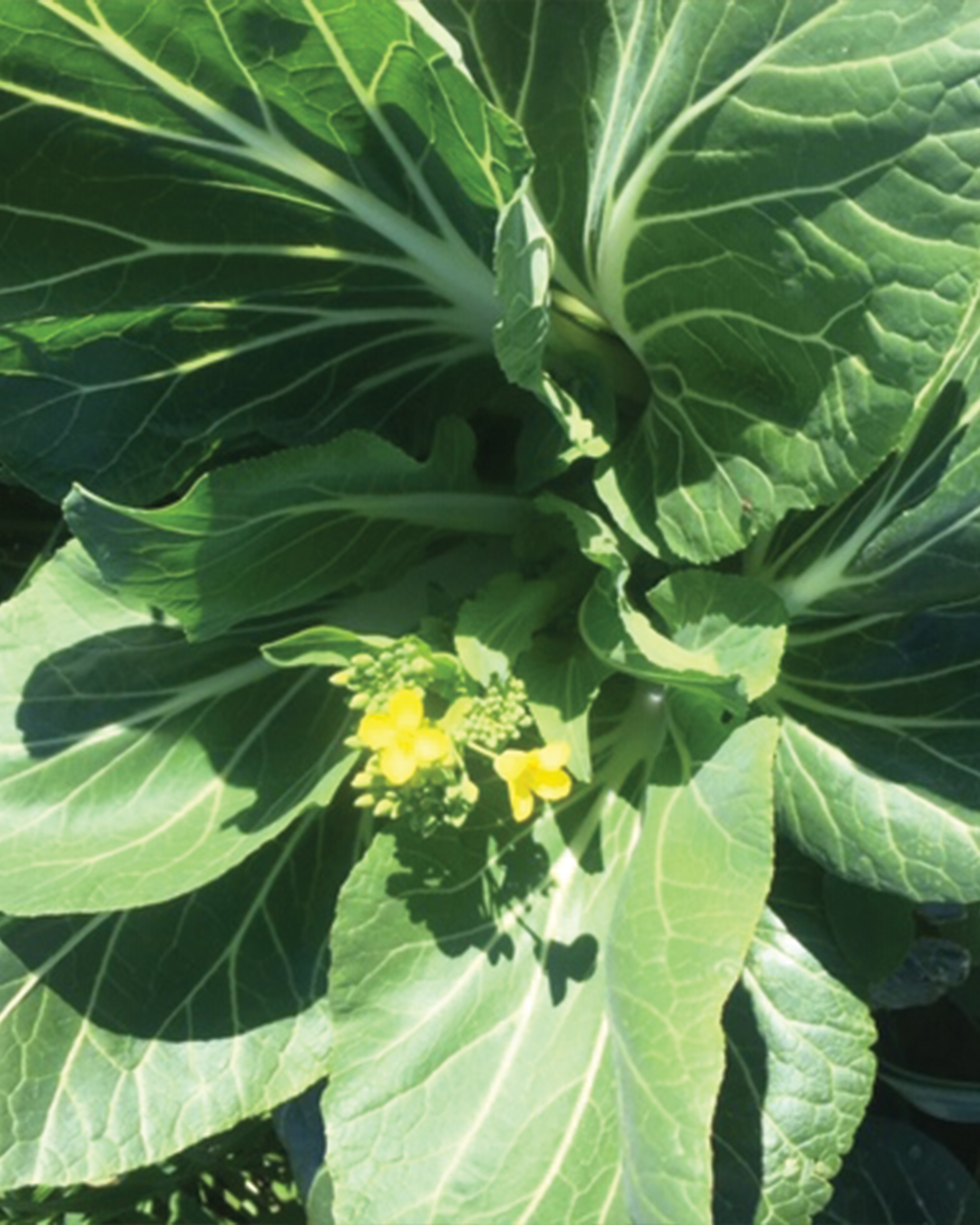 Season planner image