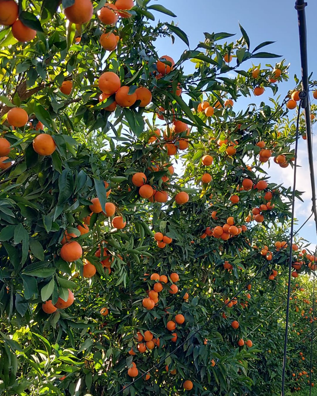 Season planner image