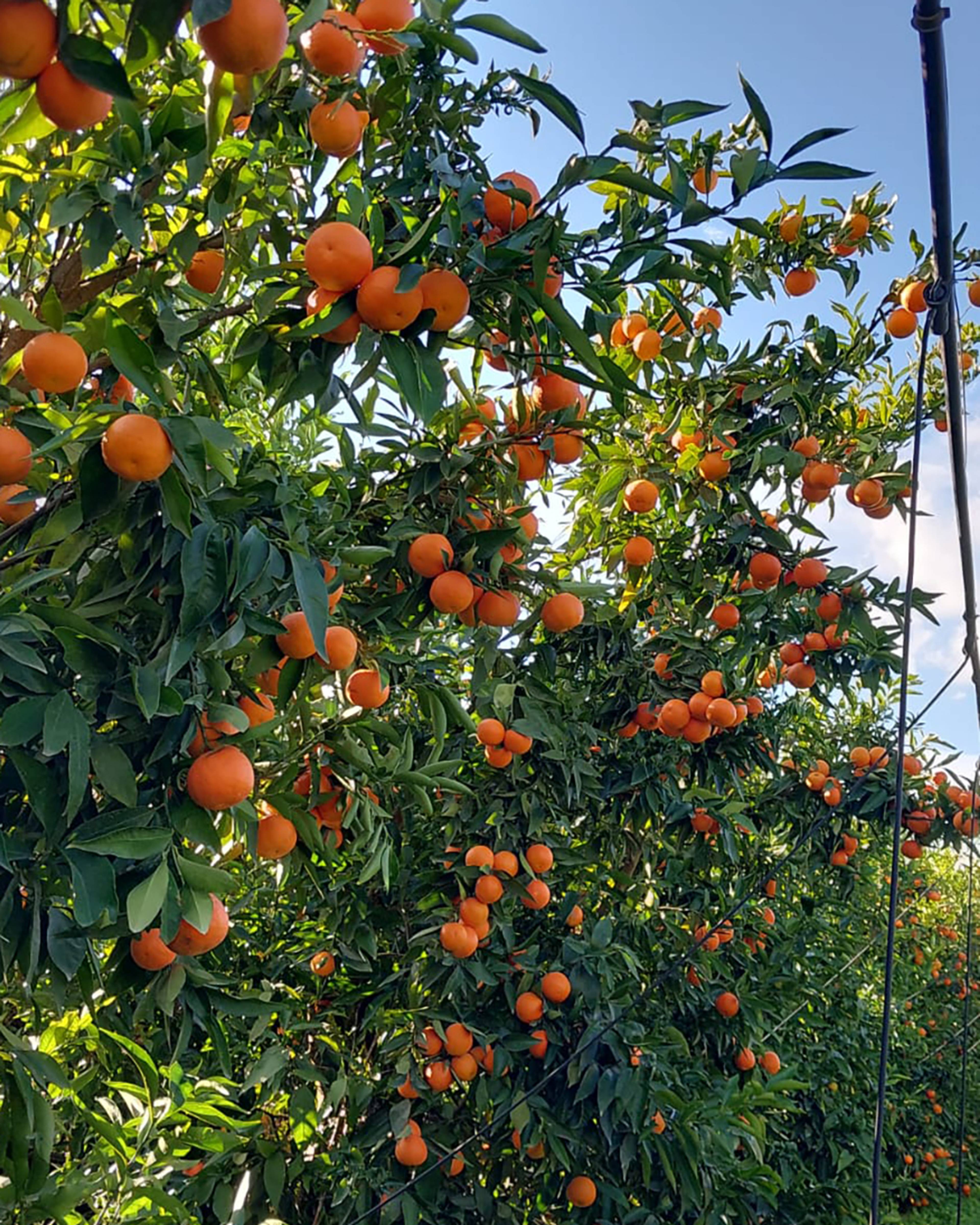 Season planner image