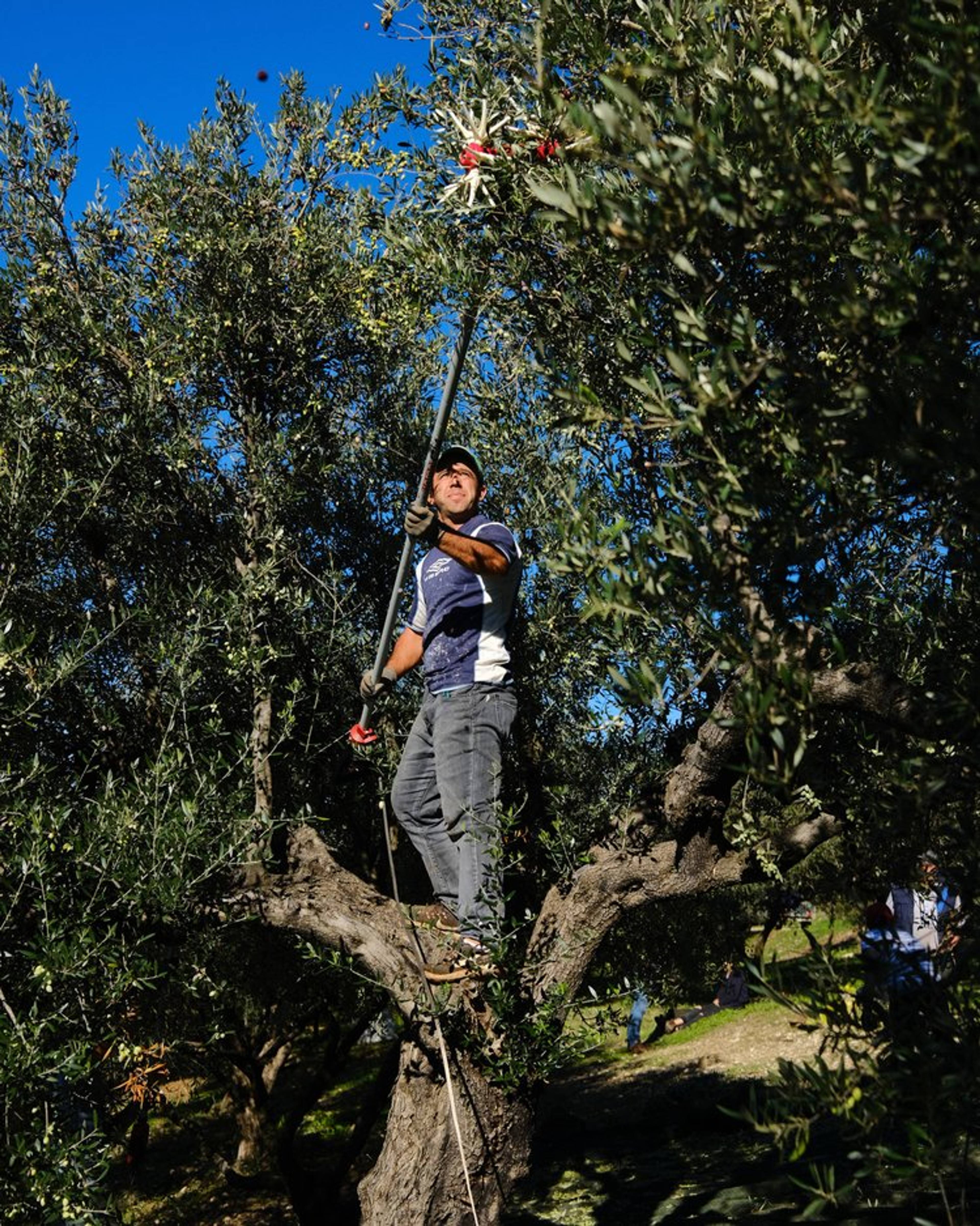 grower harvesting olives up the tree