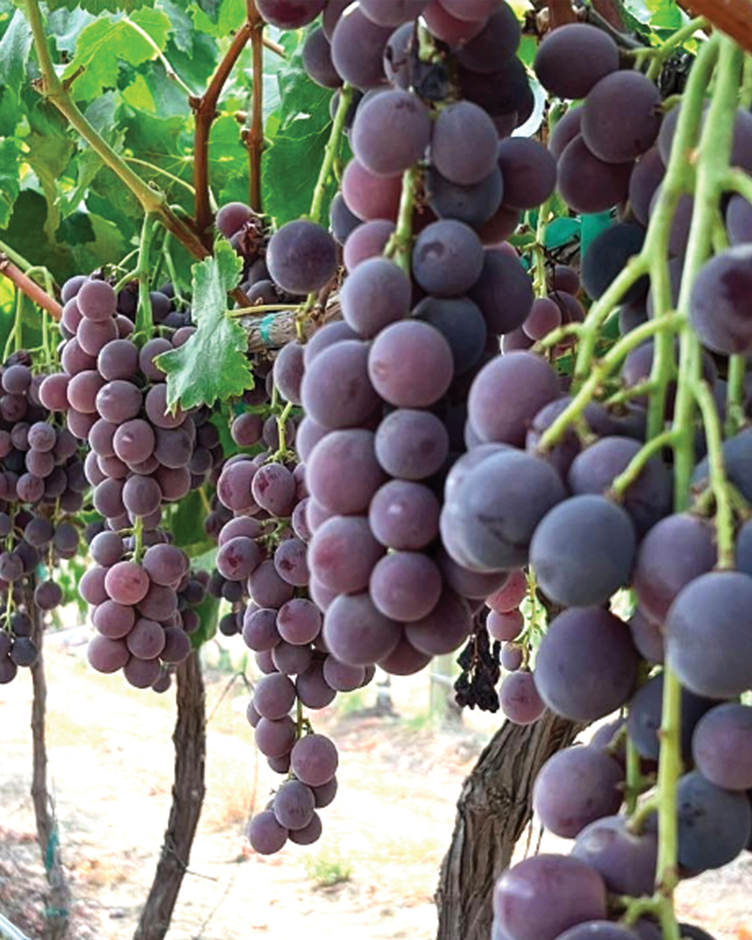 kyoho grapes, fruit world