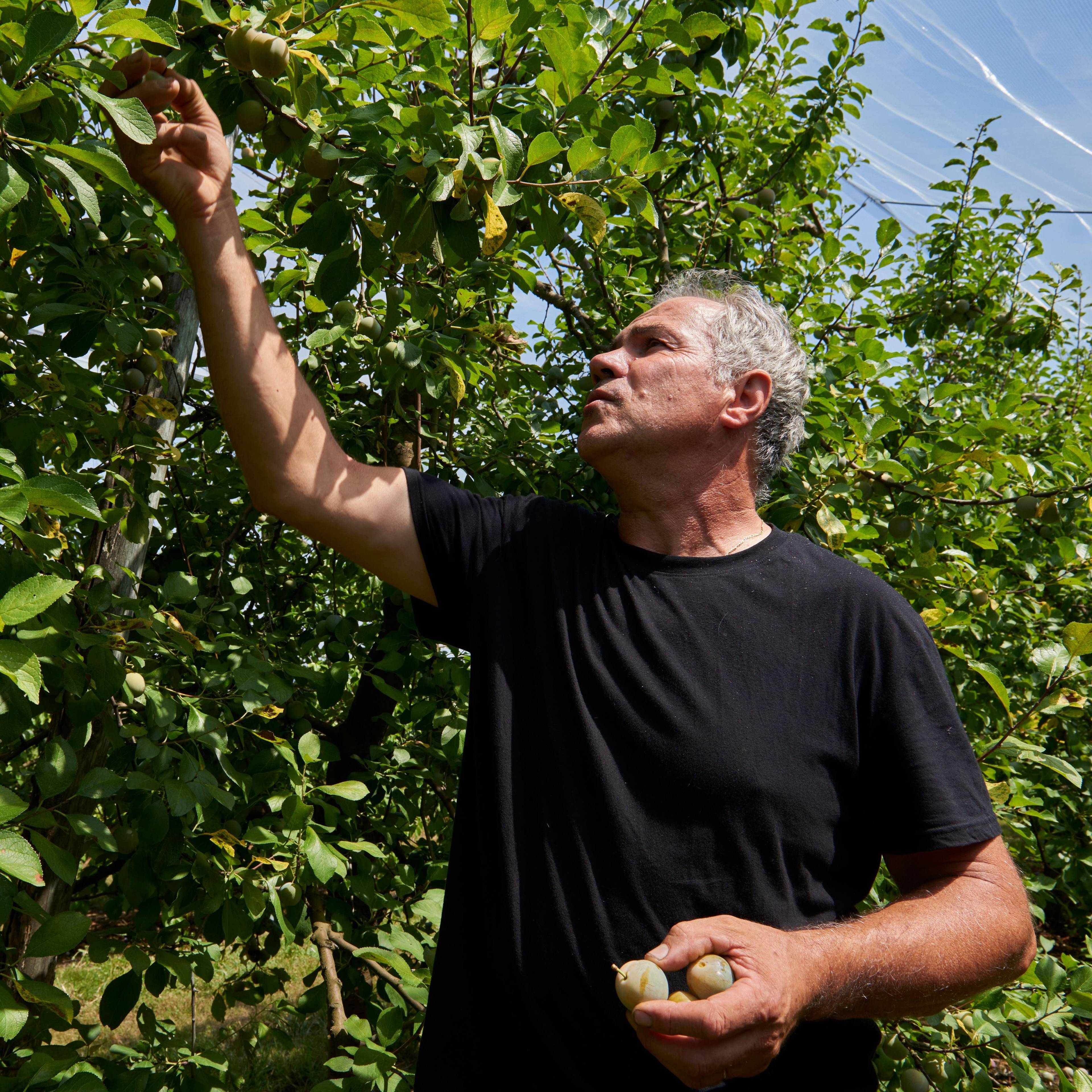 marc with picking his reine claude plums off the tree
