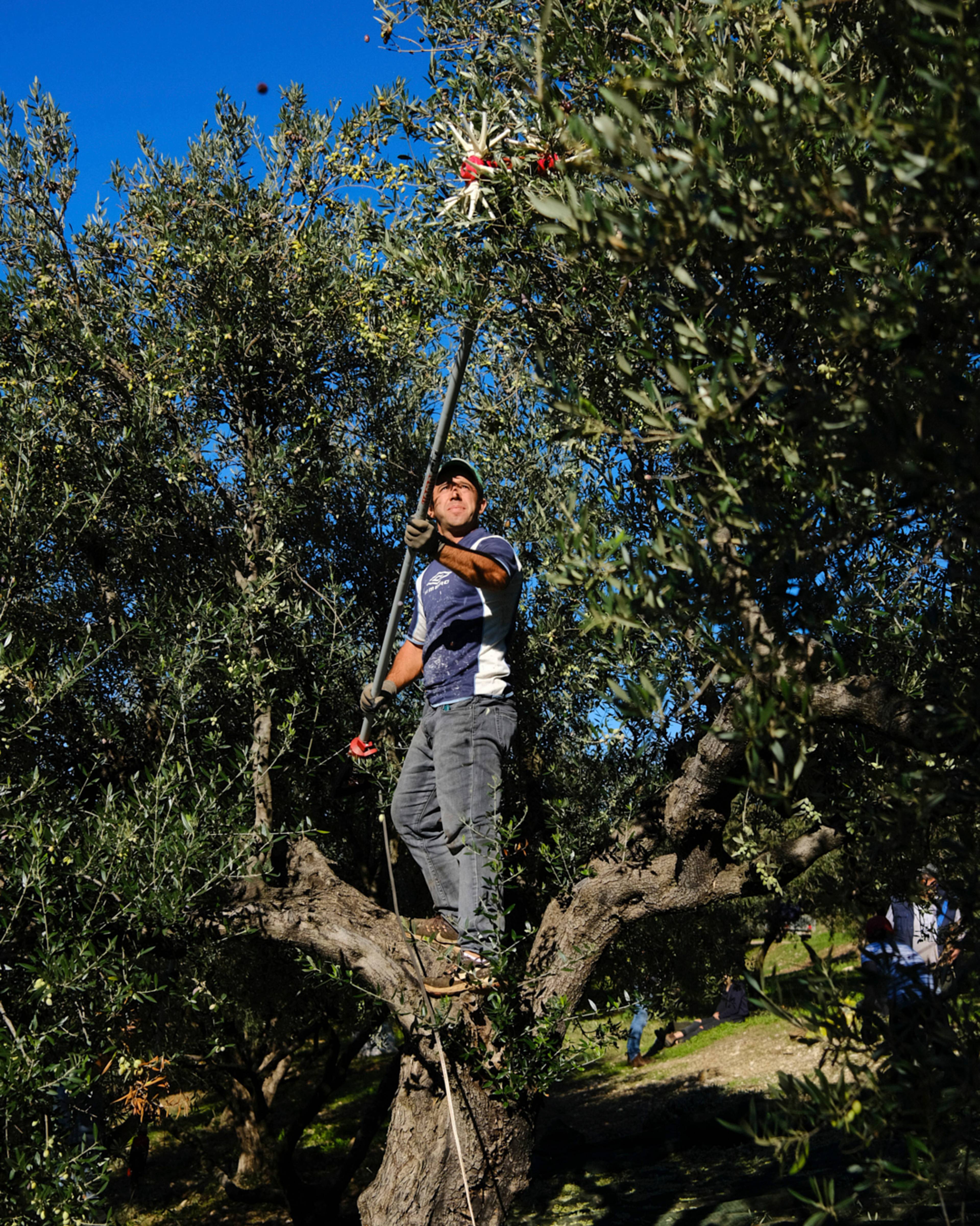main in tree harvest olives