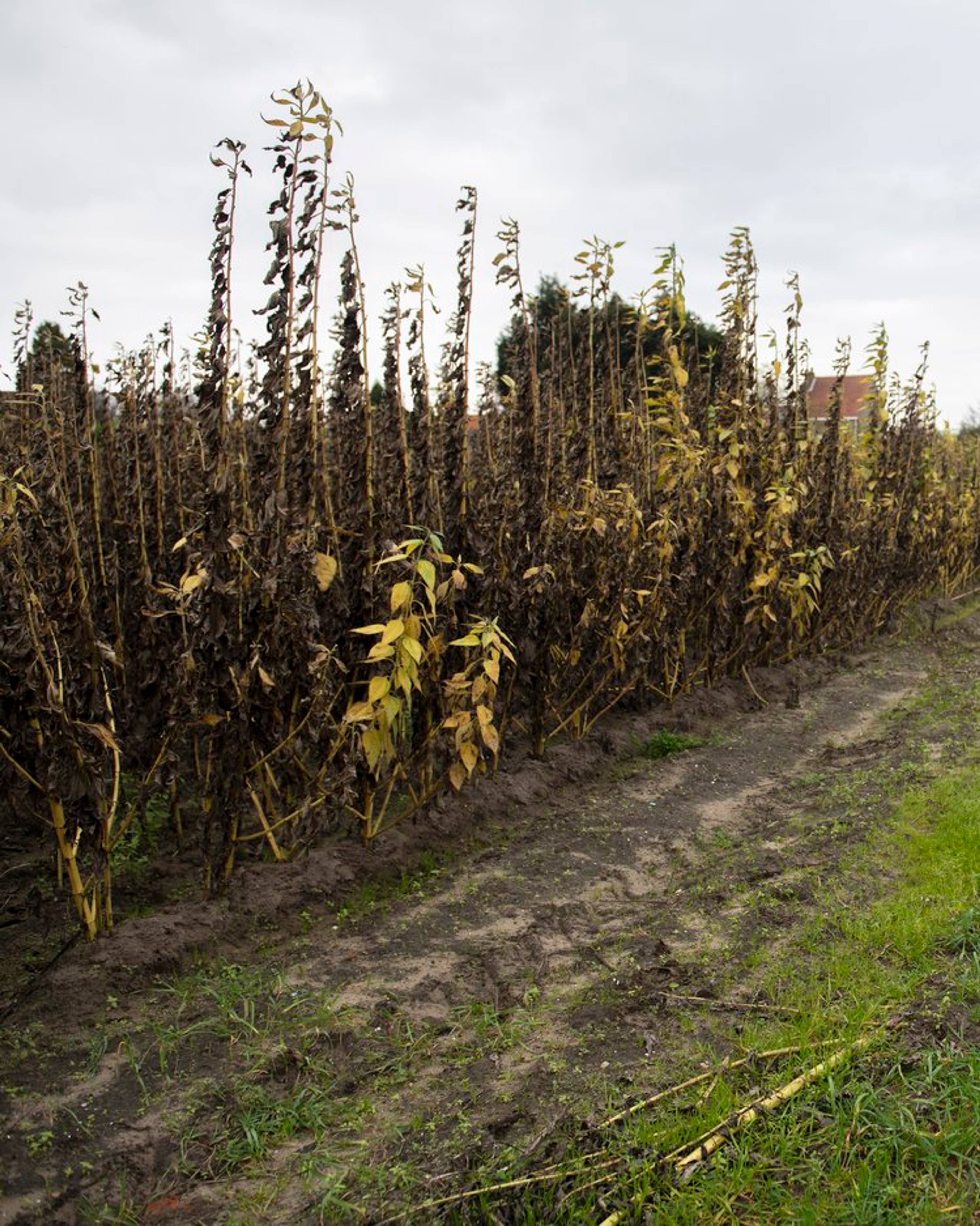jerusalem artichoke plants in the field