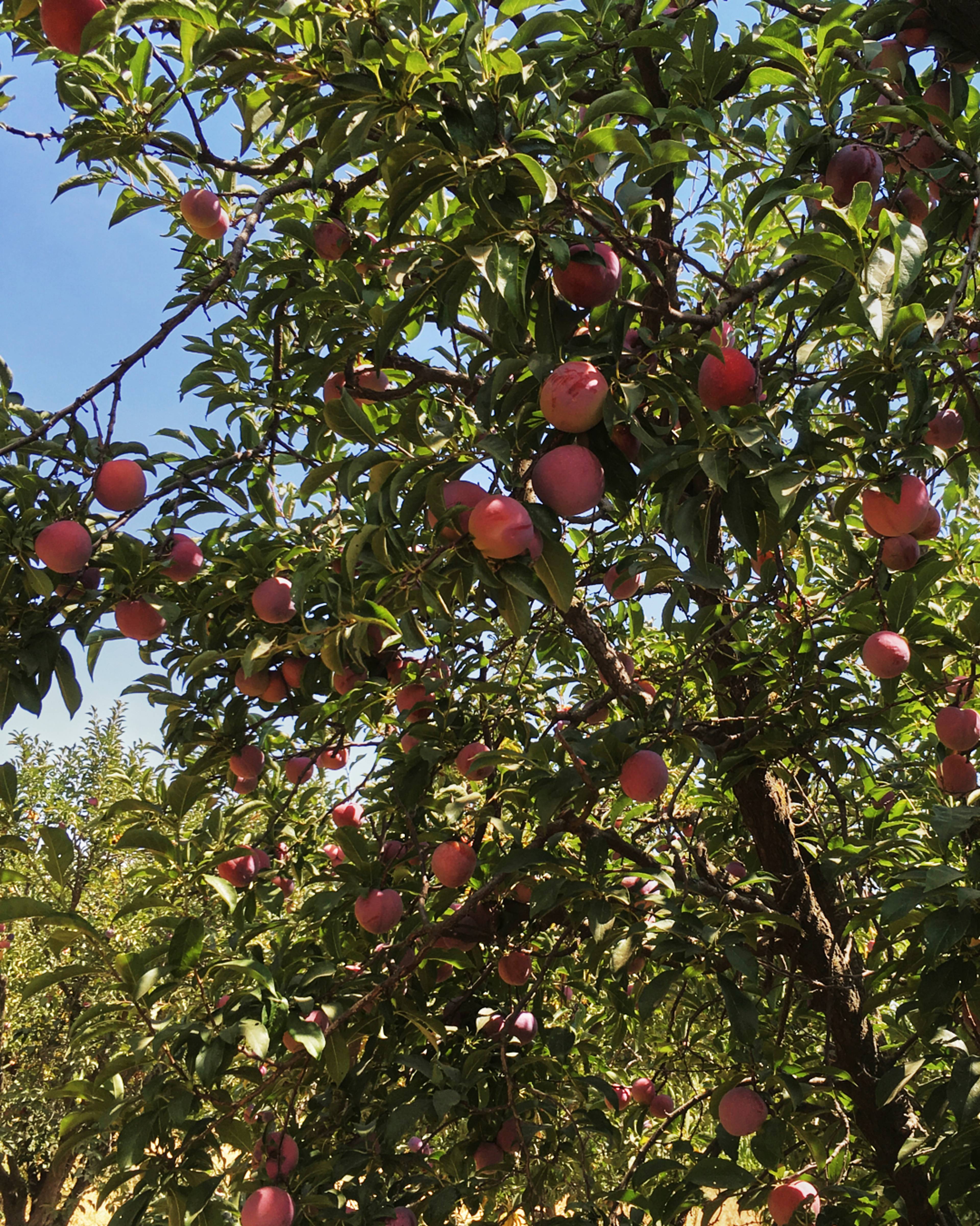 nectarines growing on a tree