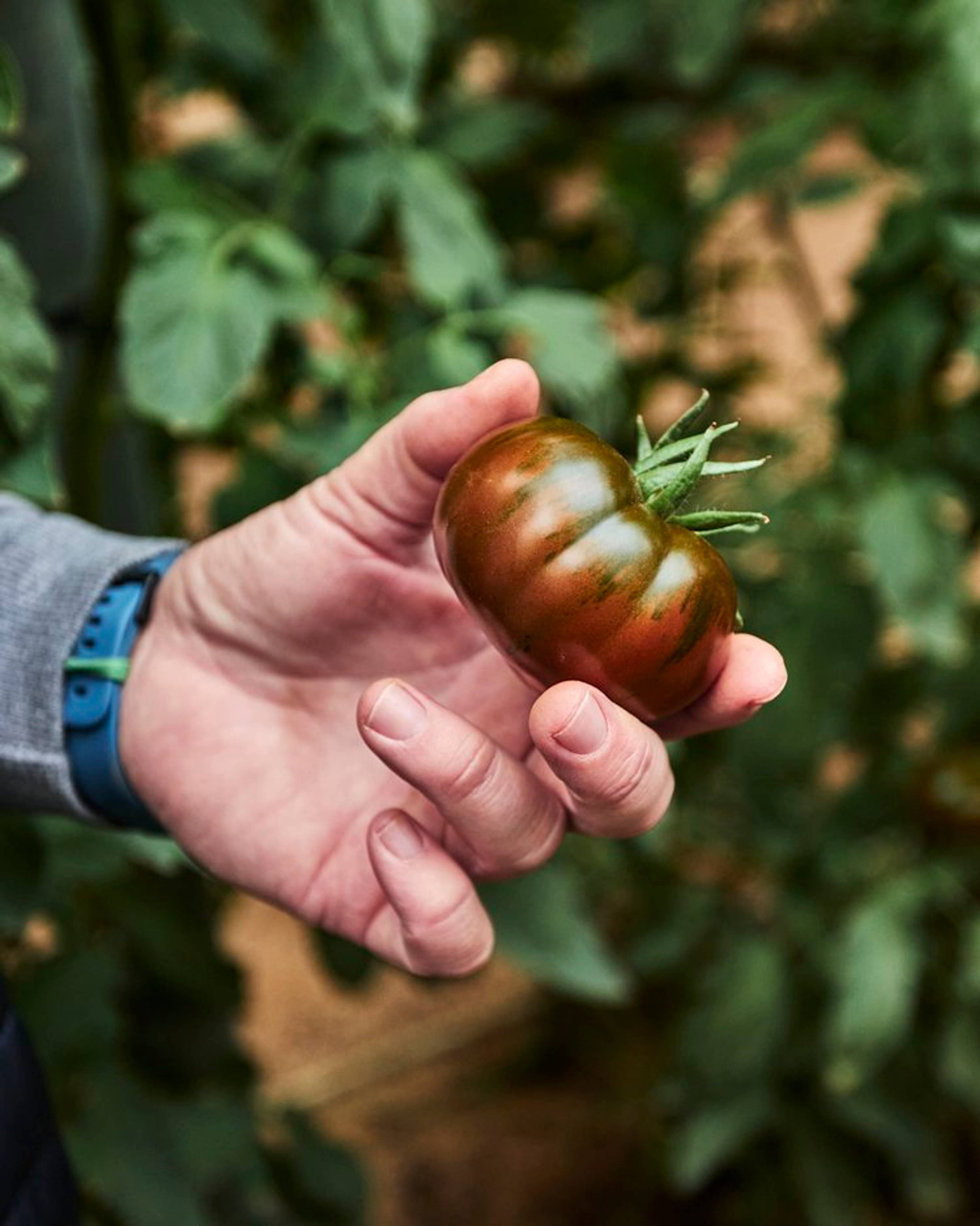 Hand holding an Iberiko tomato