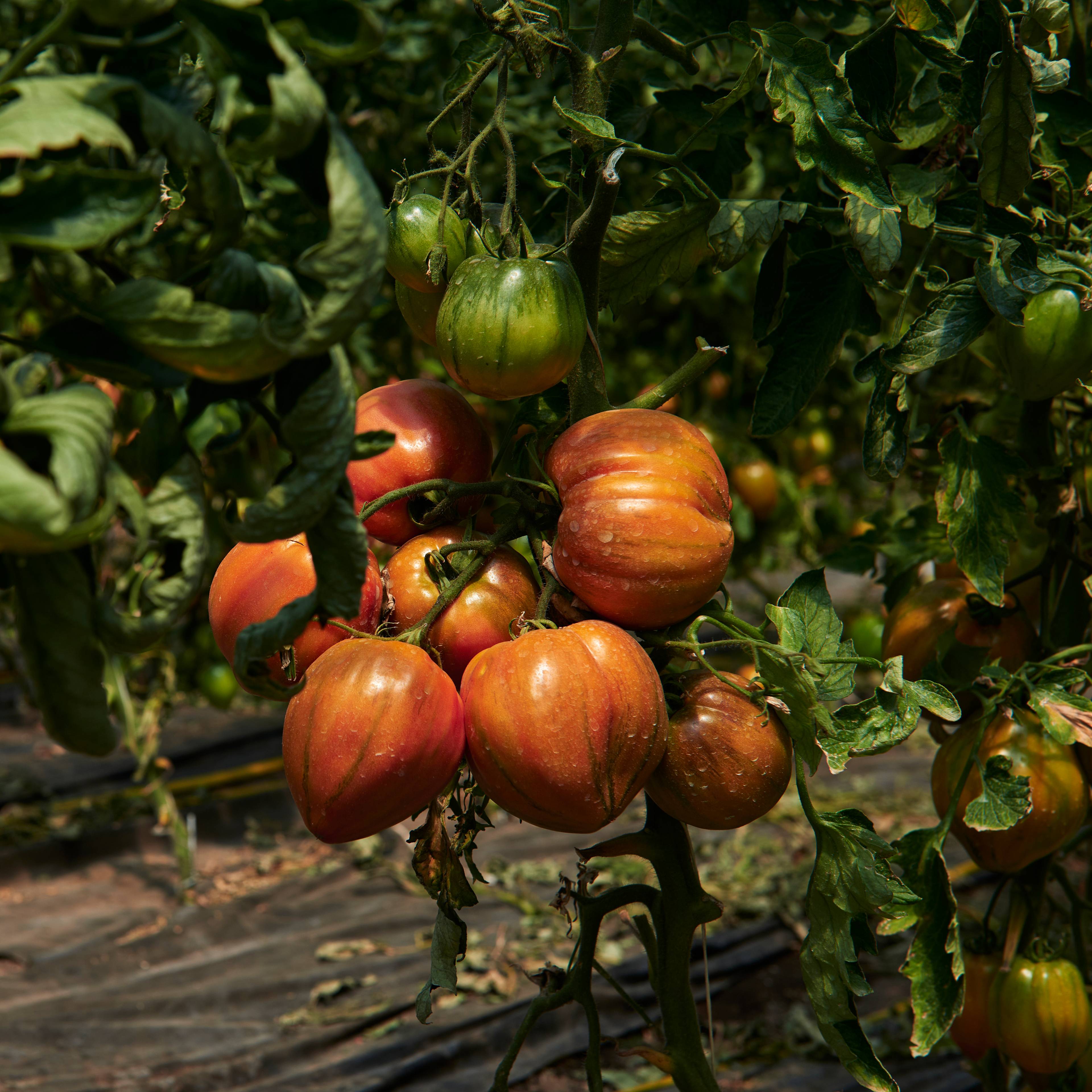 Cuore del vesuvio tomatoes growing on the vine