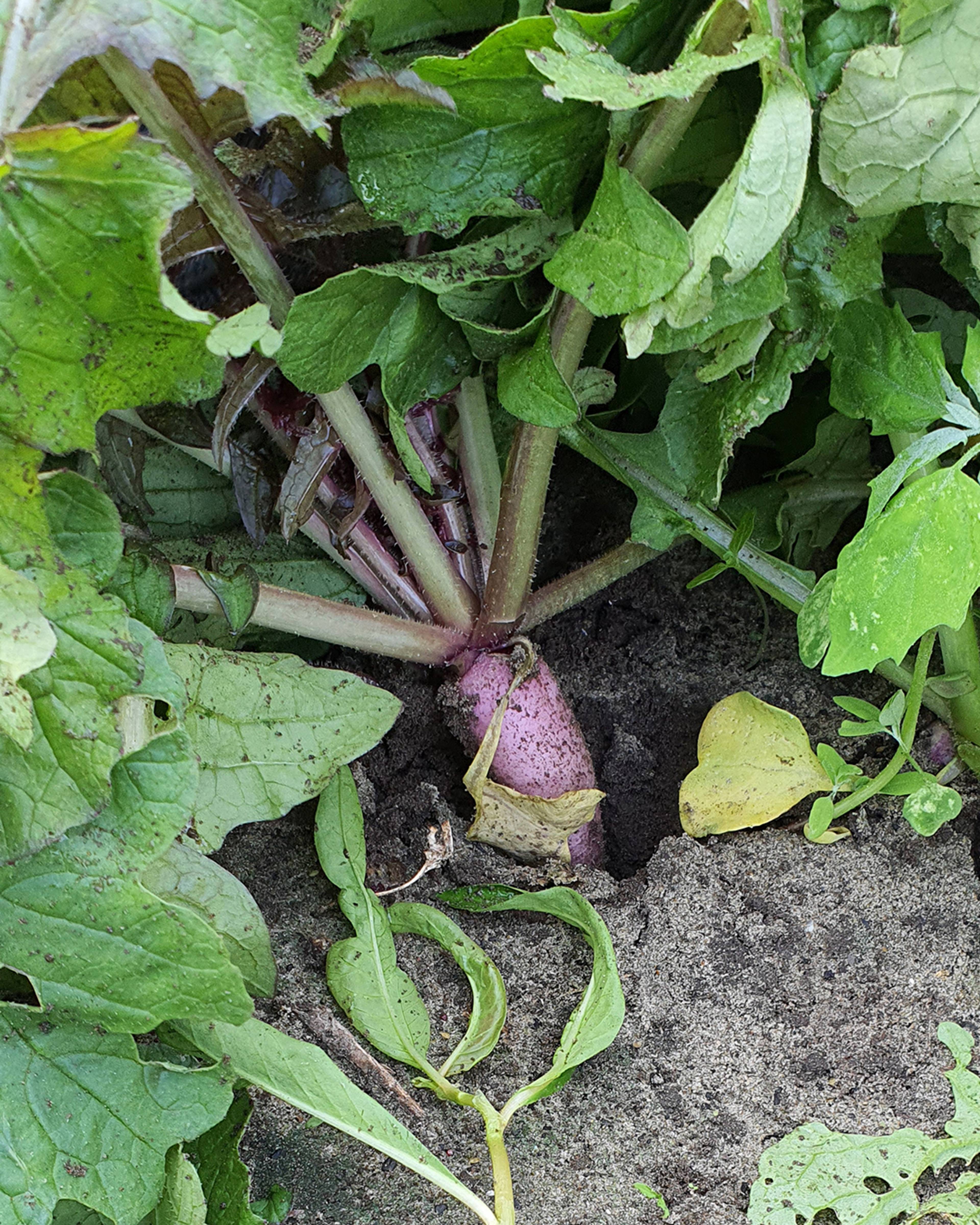 Season planner image