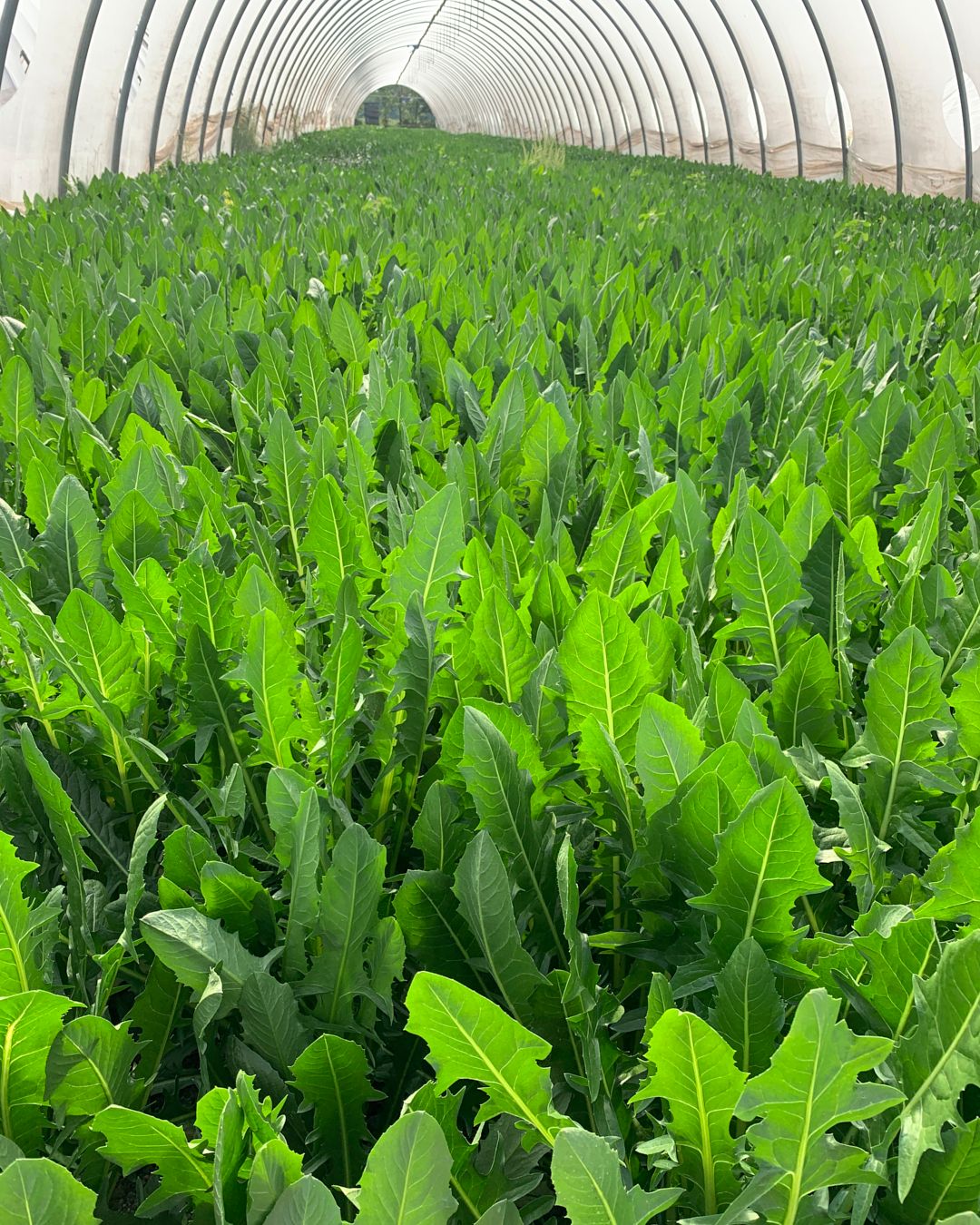 Season planner image