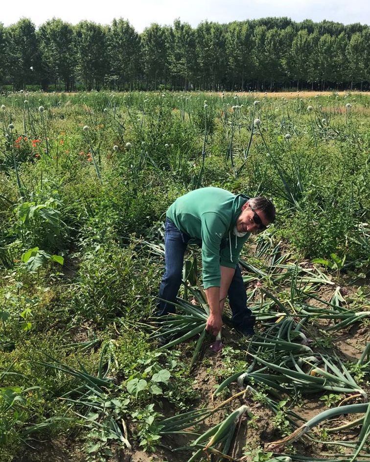breme onions being harvested from the ground