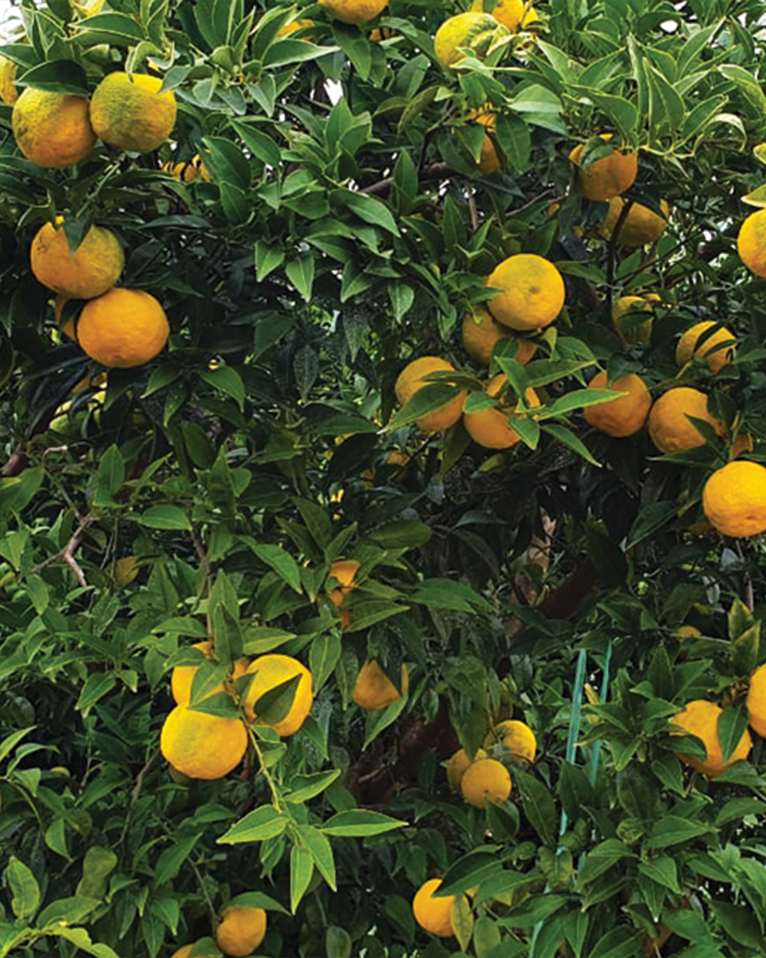 Season planner image