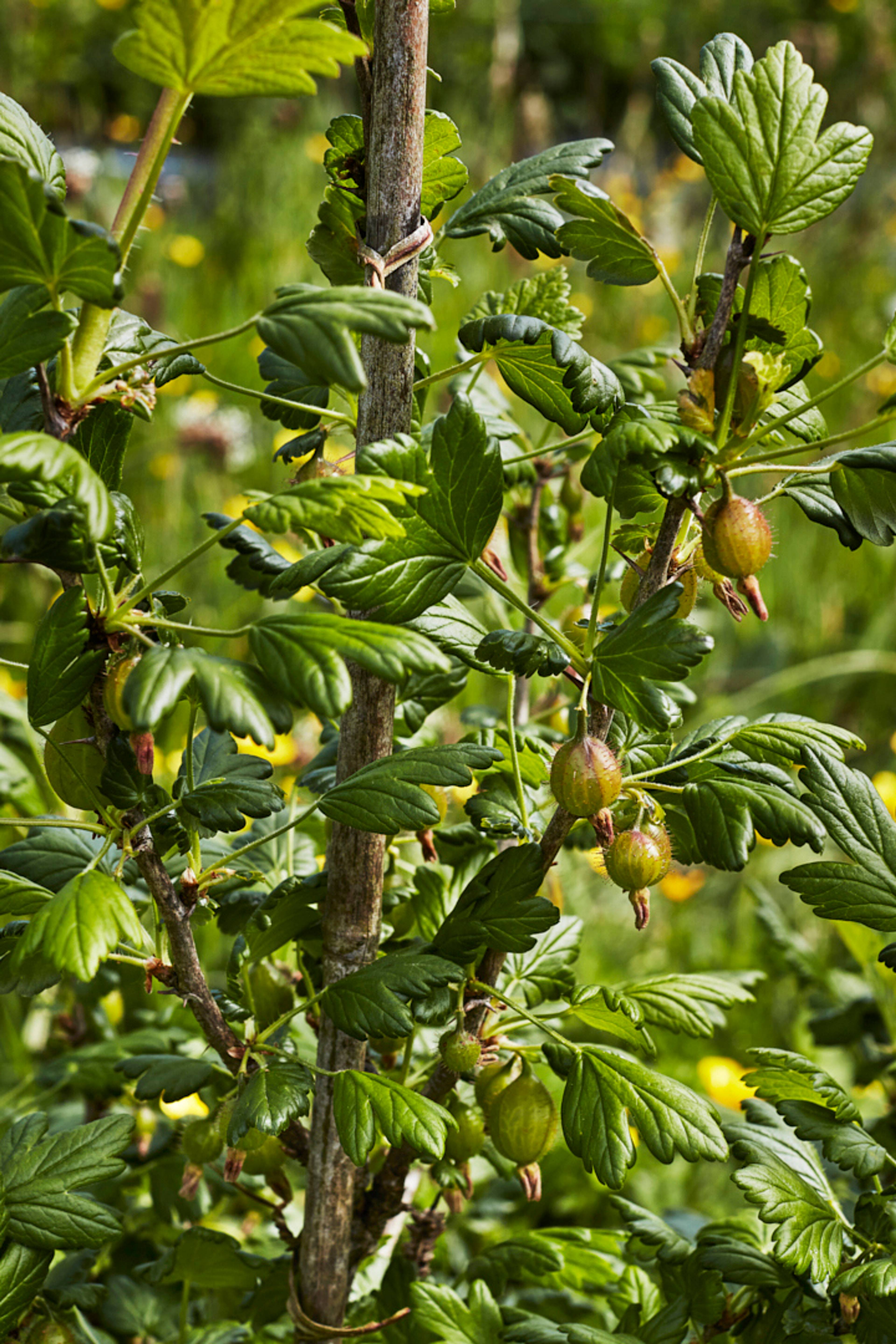 Gooseberry tree at mora farm