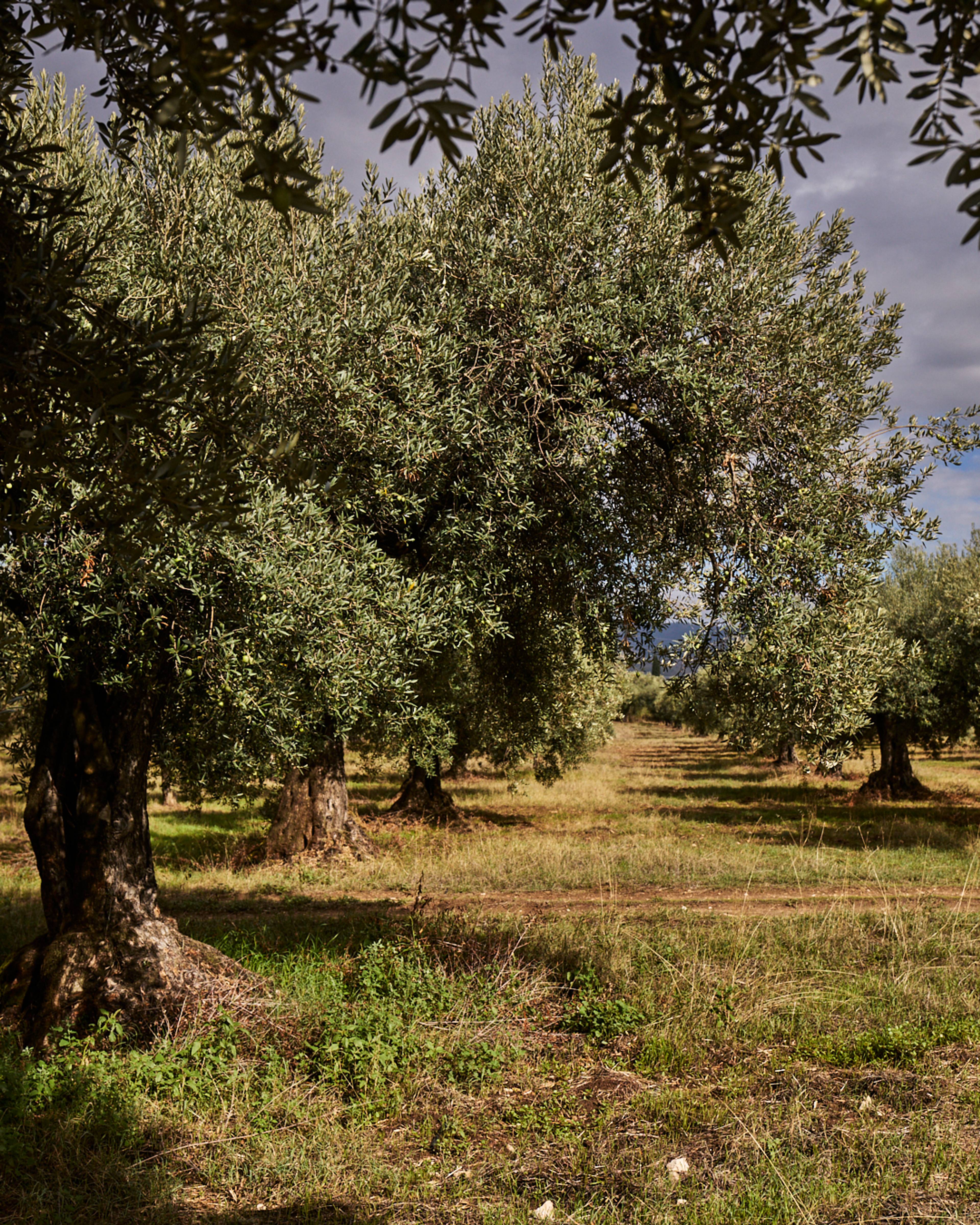 olive groves