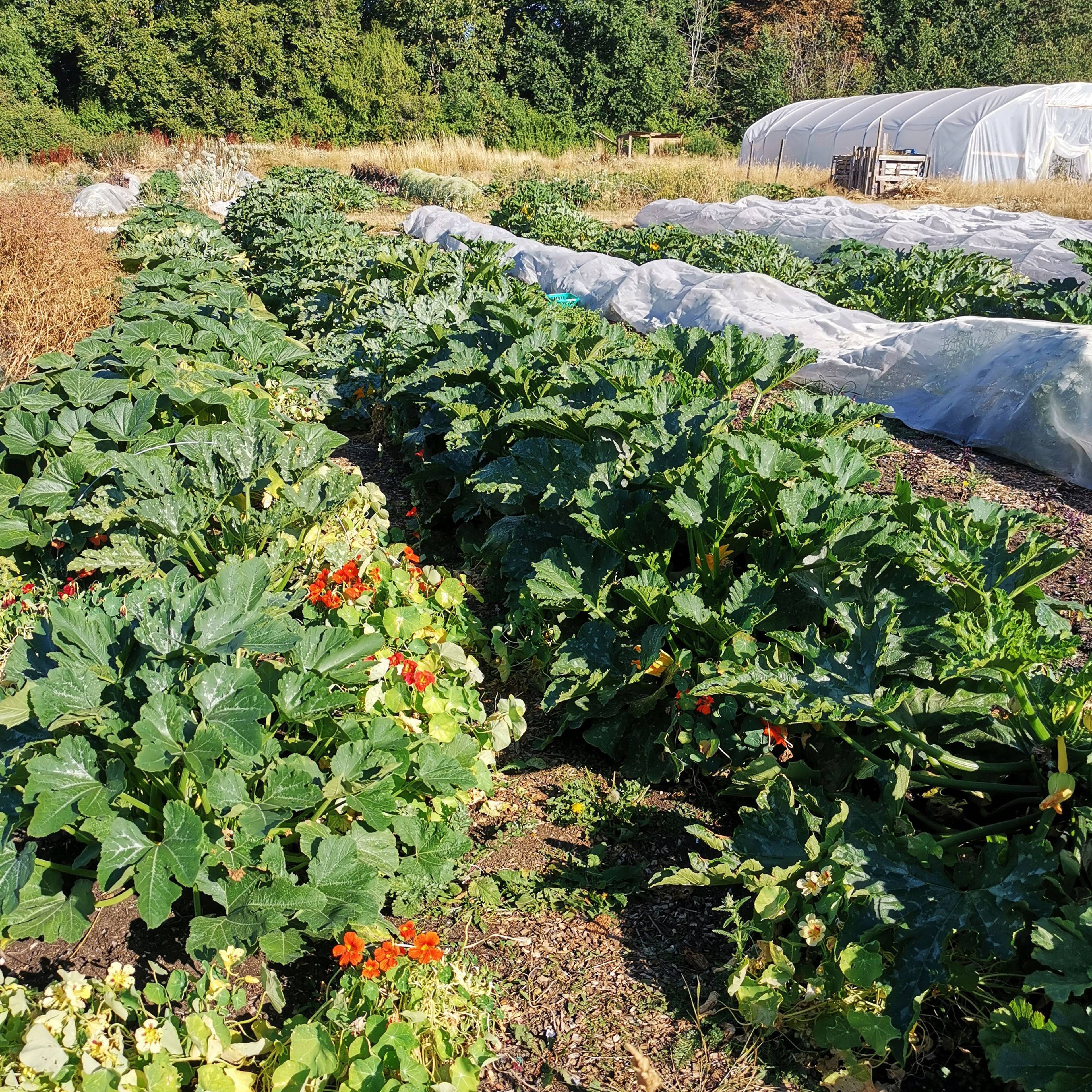 Companion plants growing in the field