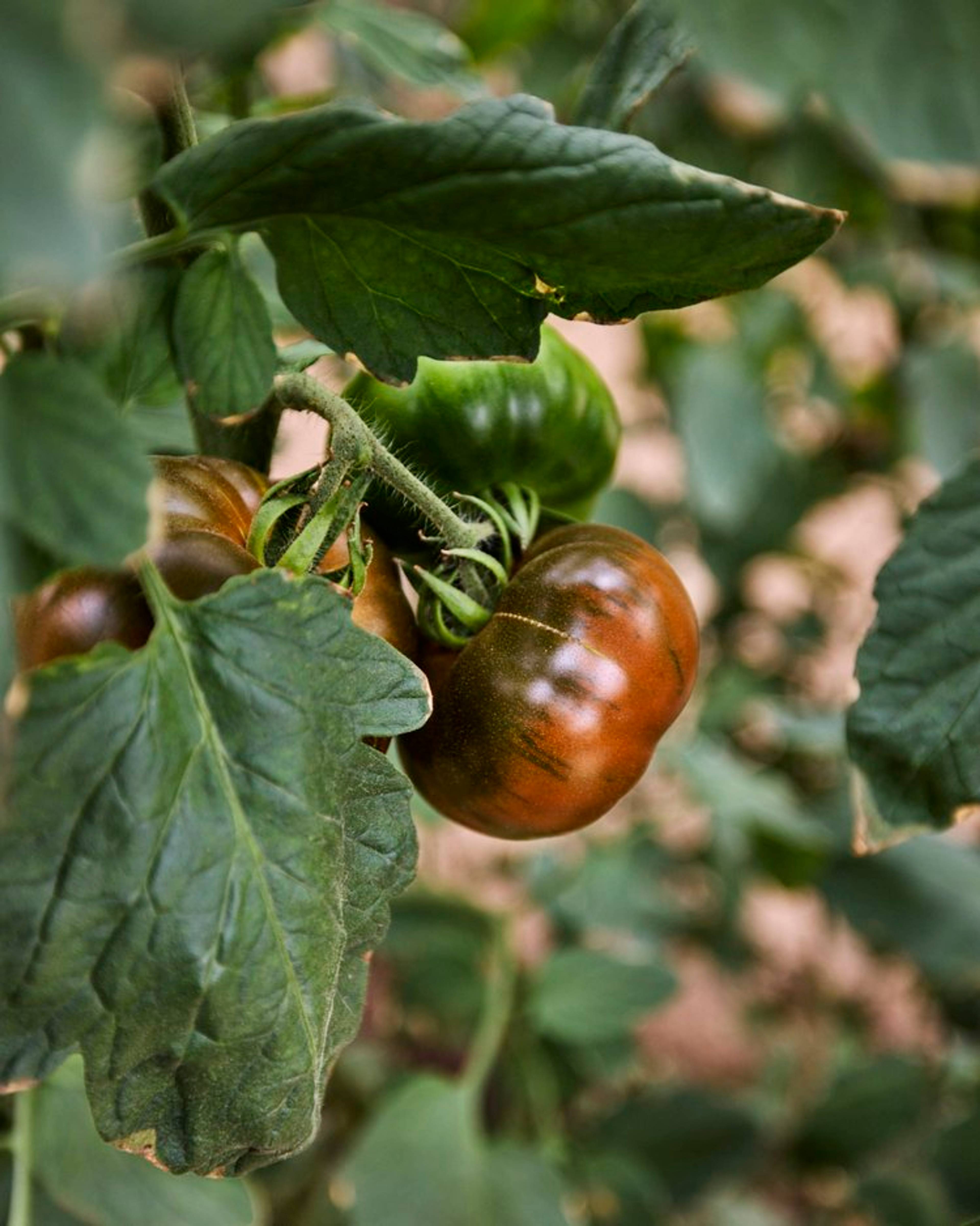 Iberiko tomato close up on the vine