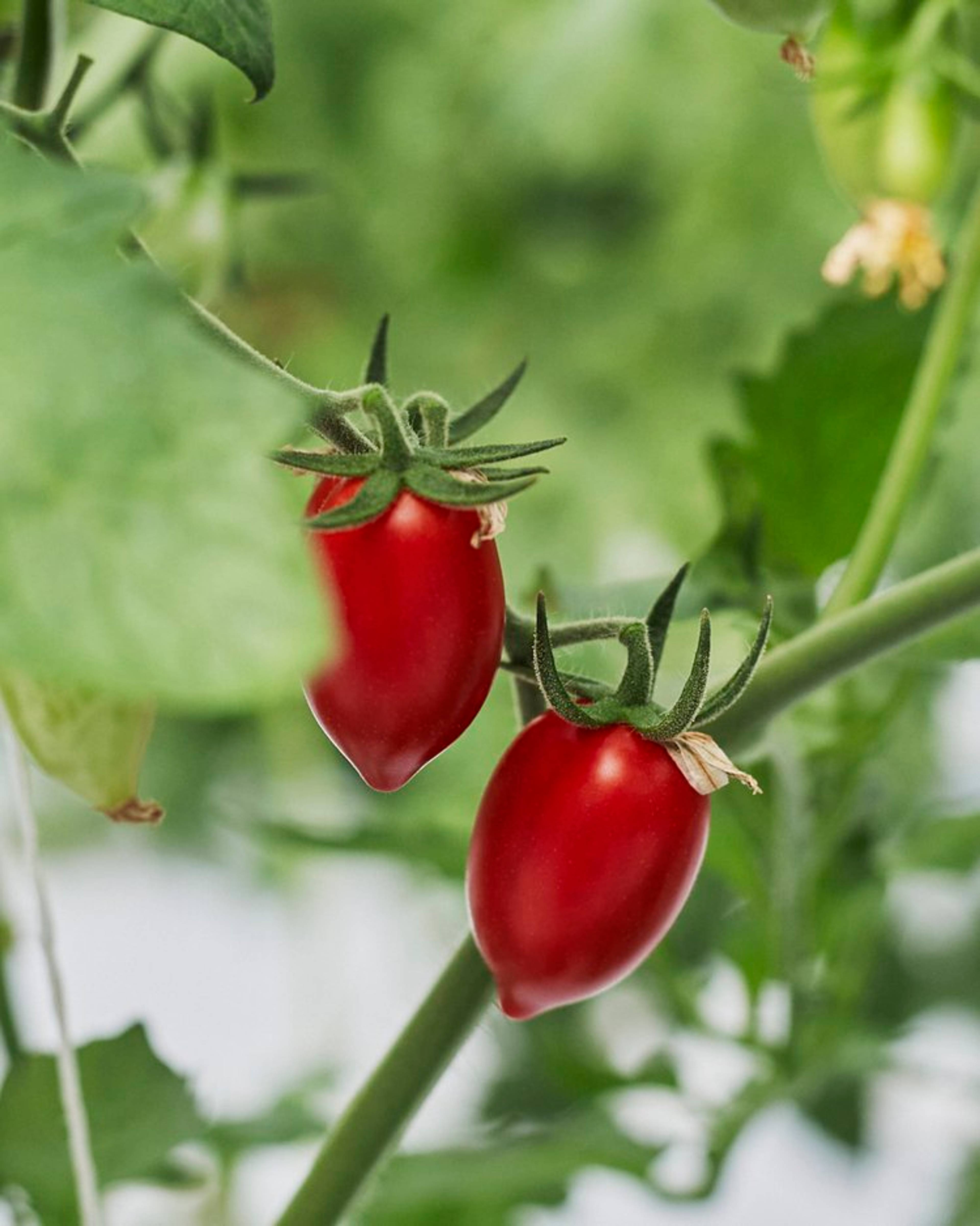 Close up of tomato growing on the vine