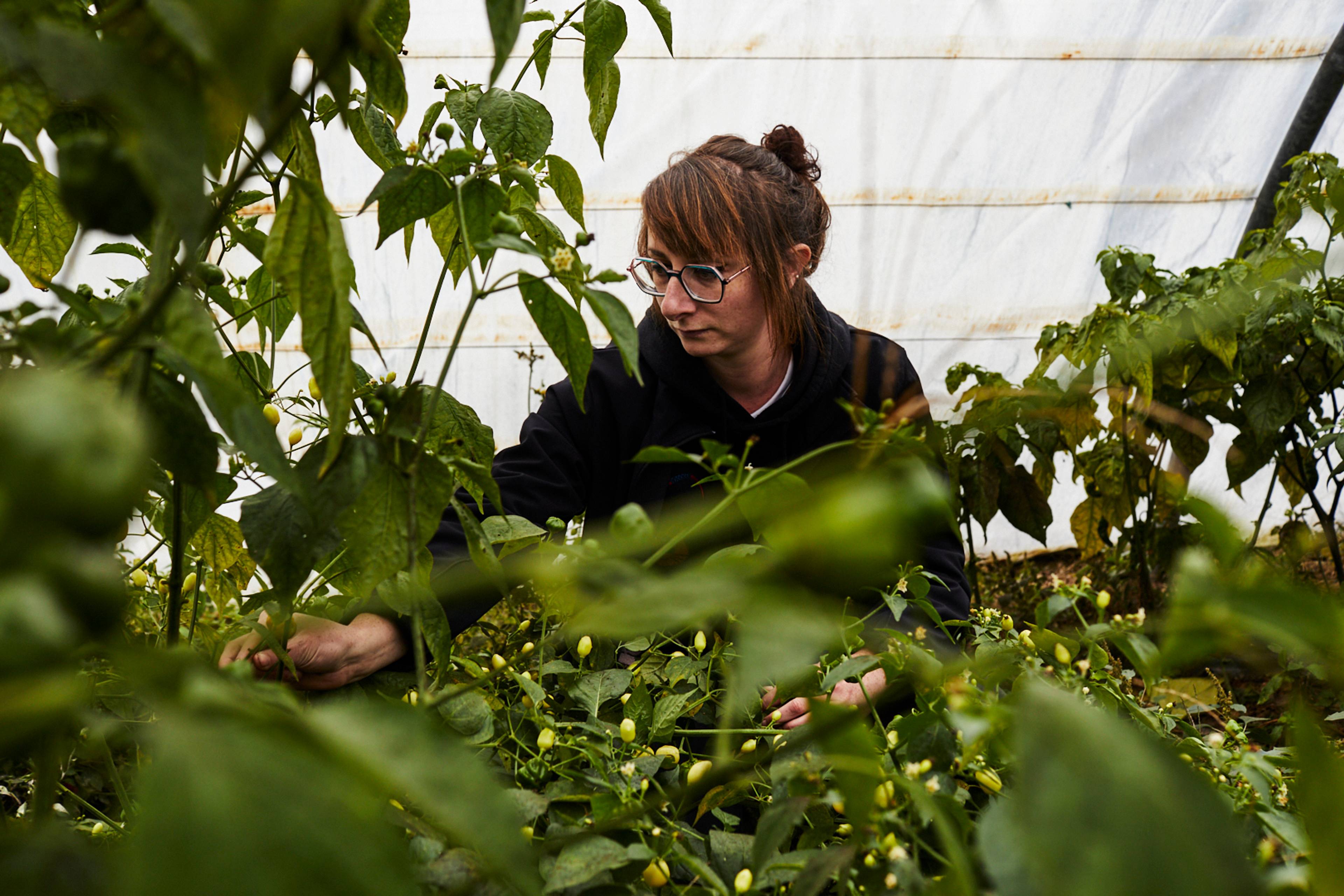 cecile parise picking her chilli peppers by hand