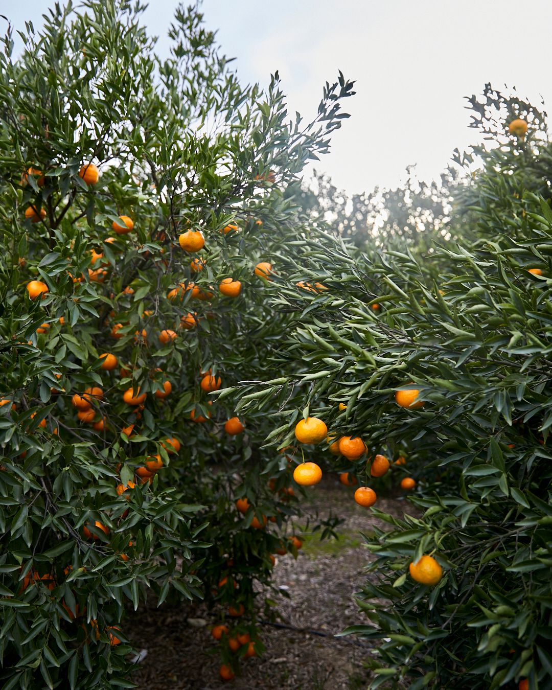 Season planner image