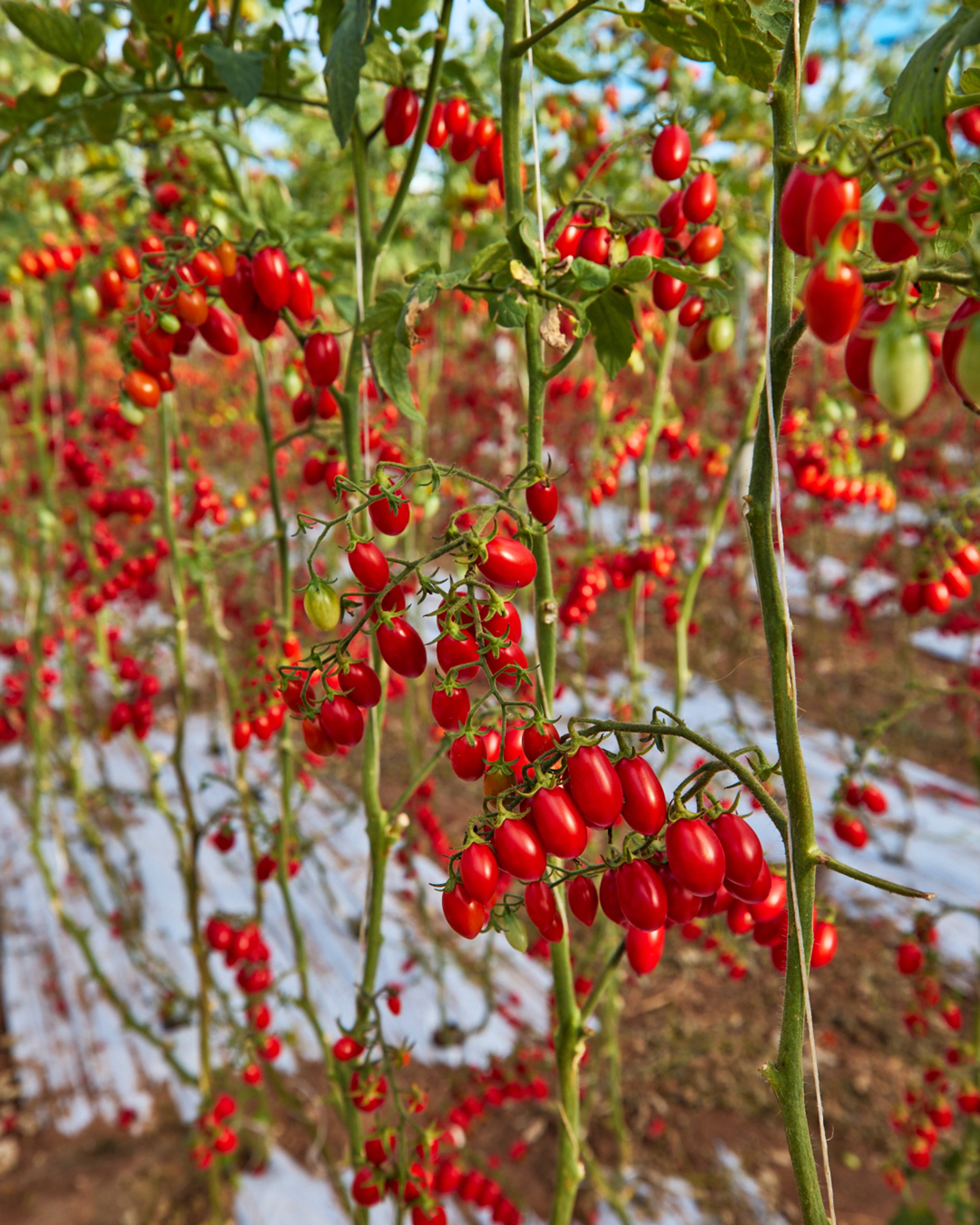 red datterini tomatoes growing on the vine