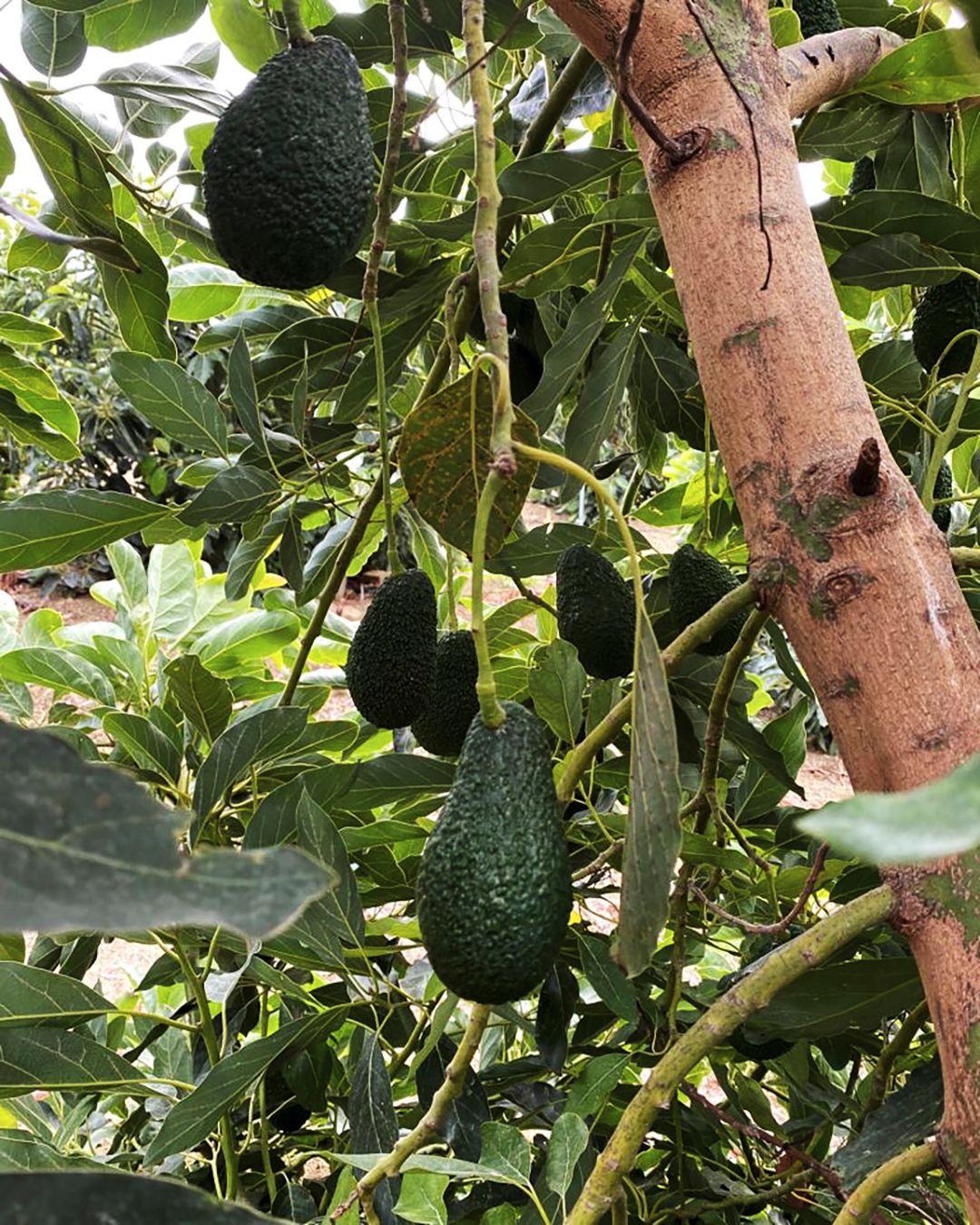 Season planner image