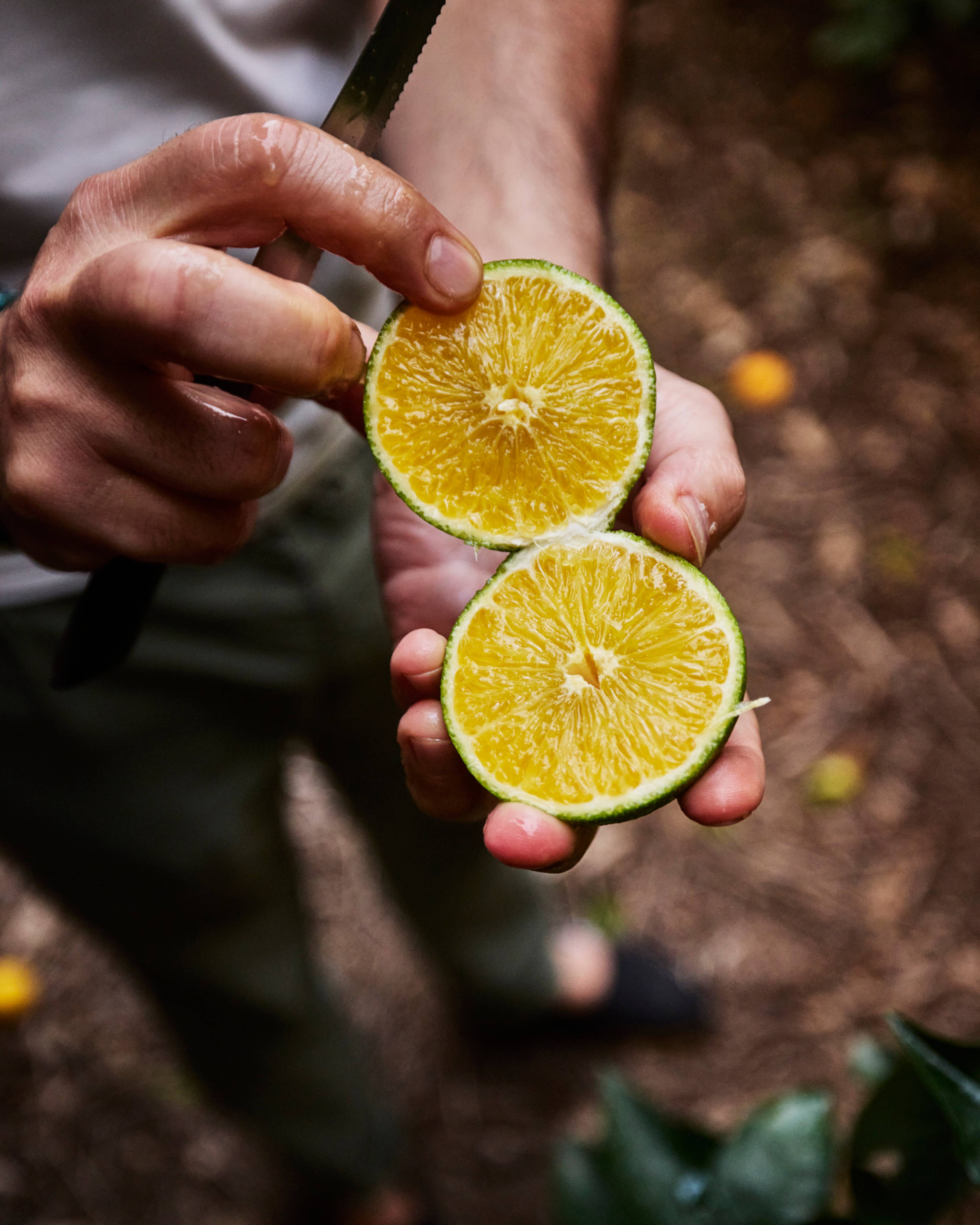 Images with caption alt text