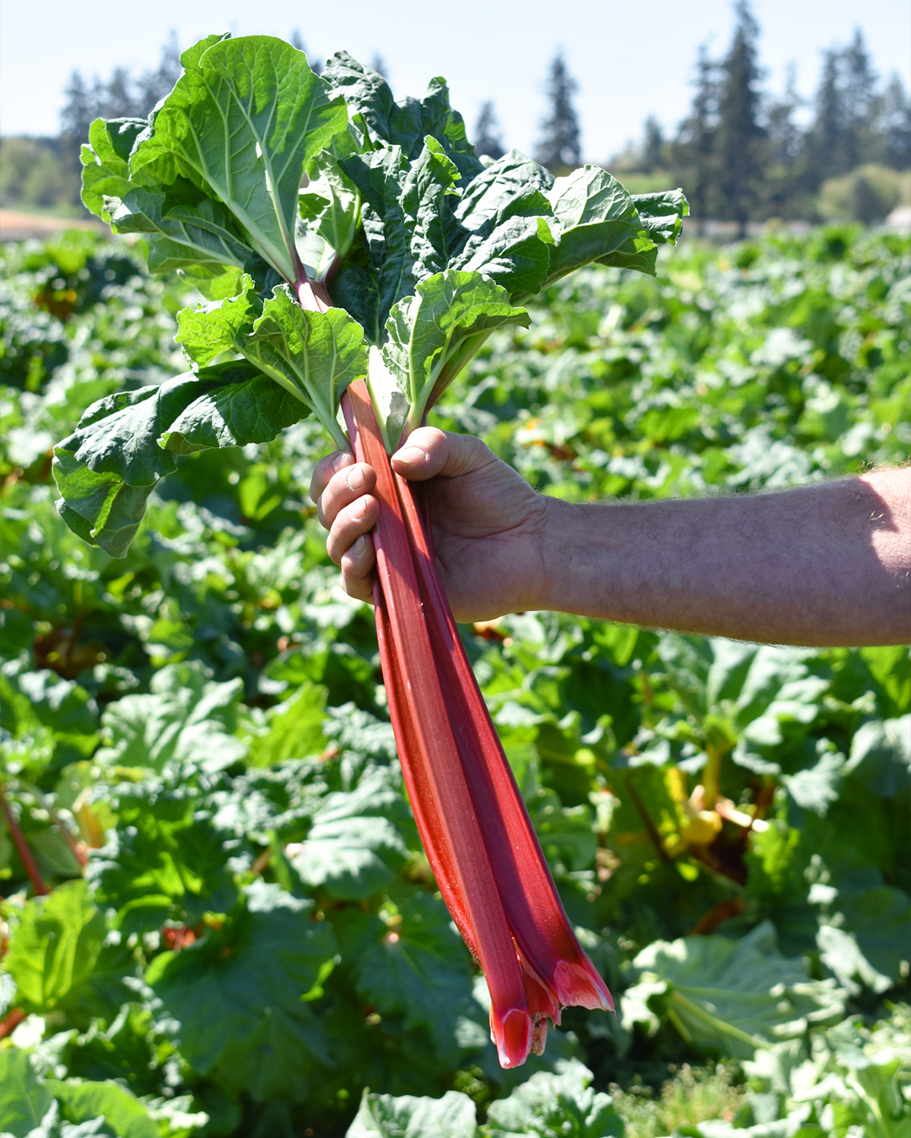 Season planner image