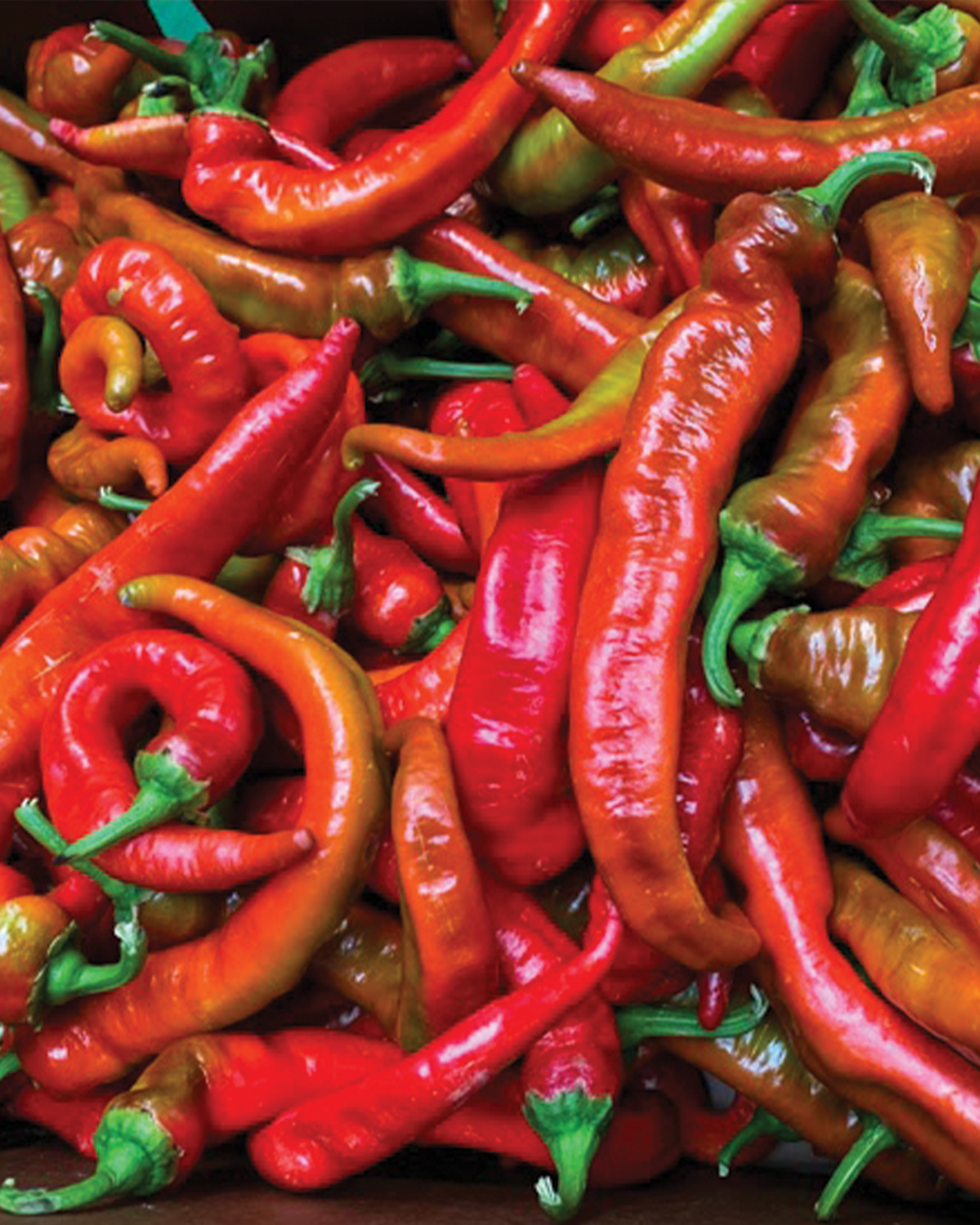 Jimmy nardello peppers, urban roots farm