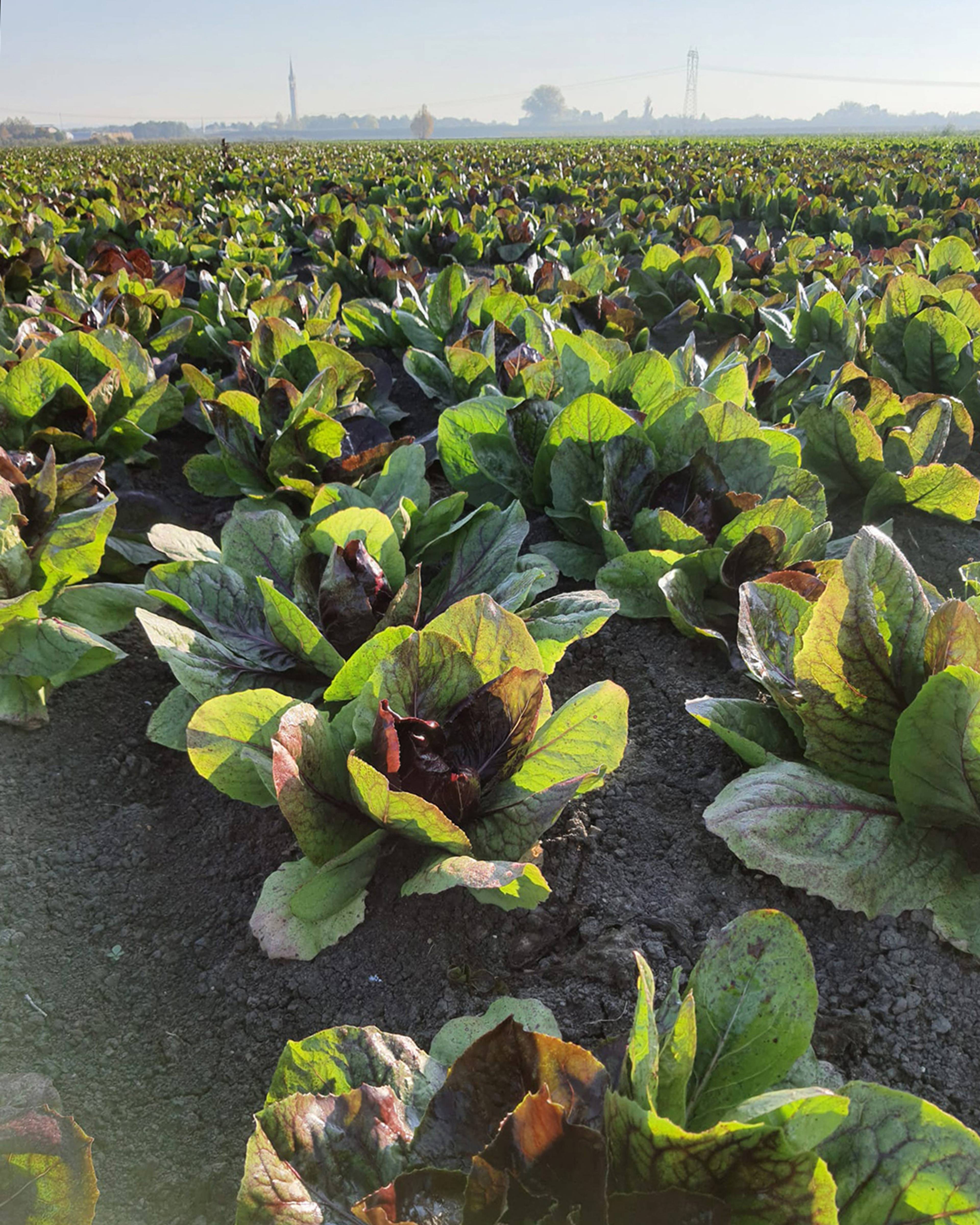 Season planner image