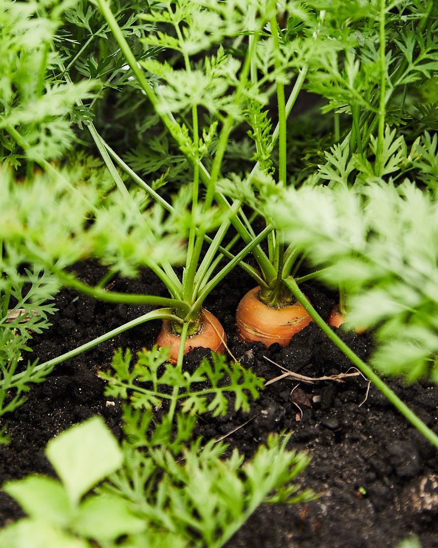 carrots poking out the soil at lyncroft farm