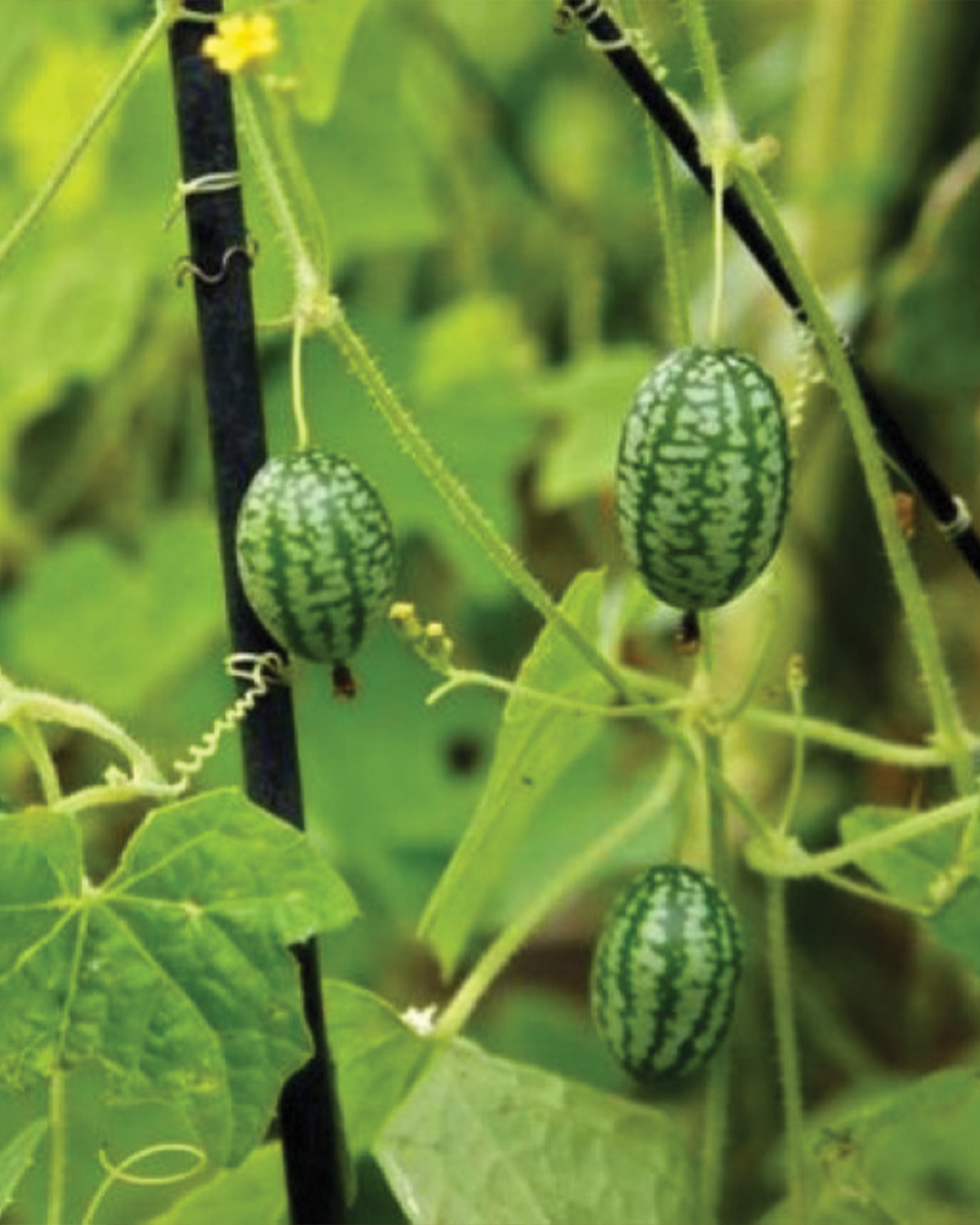 mouse melon cucumbers, Lancaster cooperative