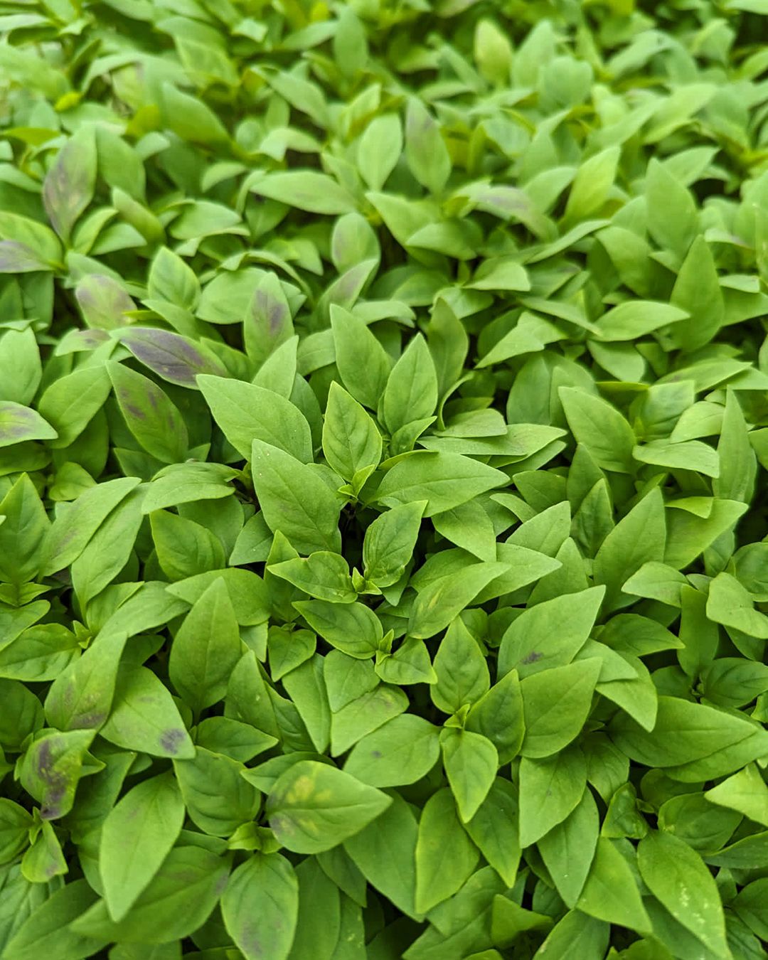 Season planner image