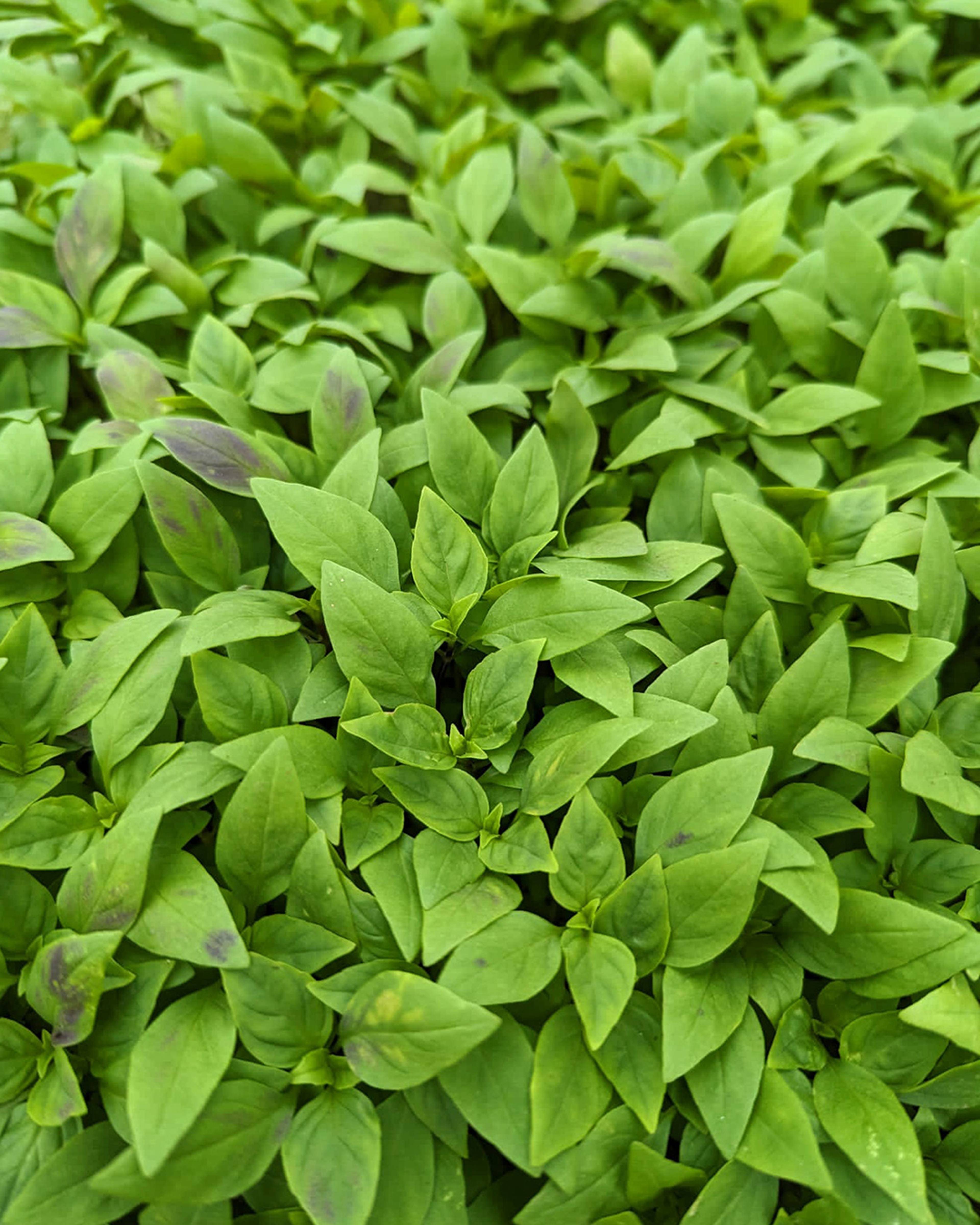 Season planner image