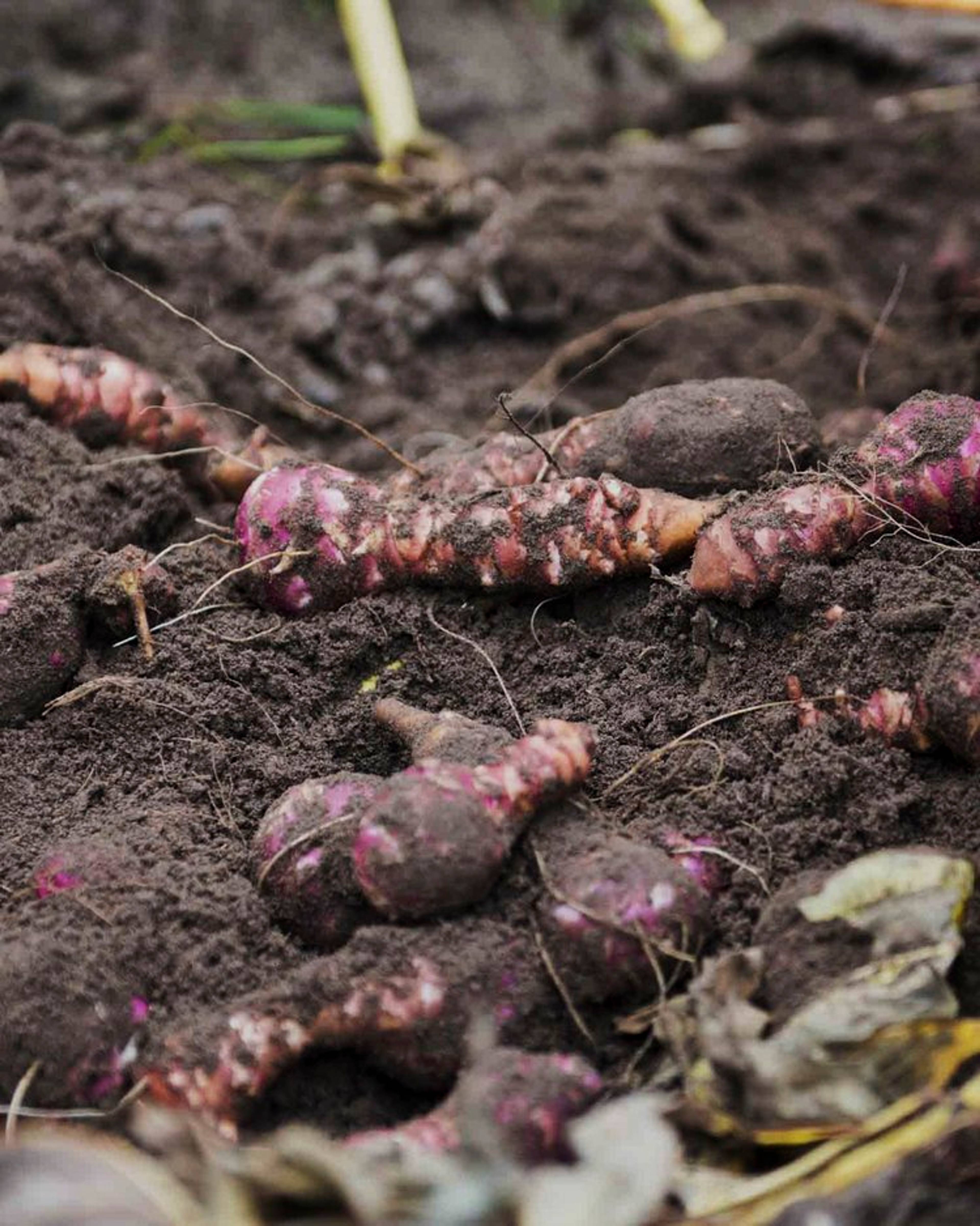 jerusalem artichokes poking out of the soil