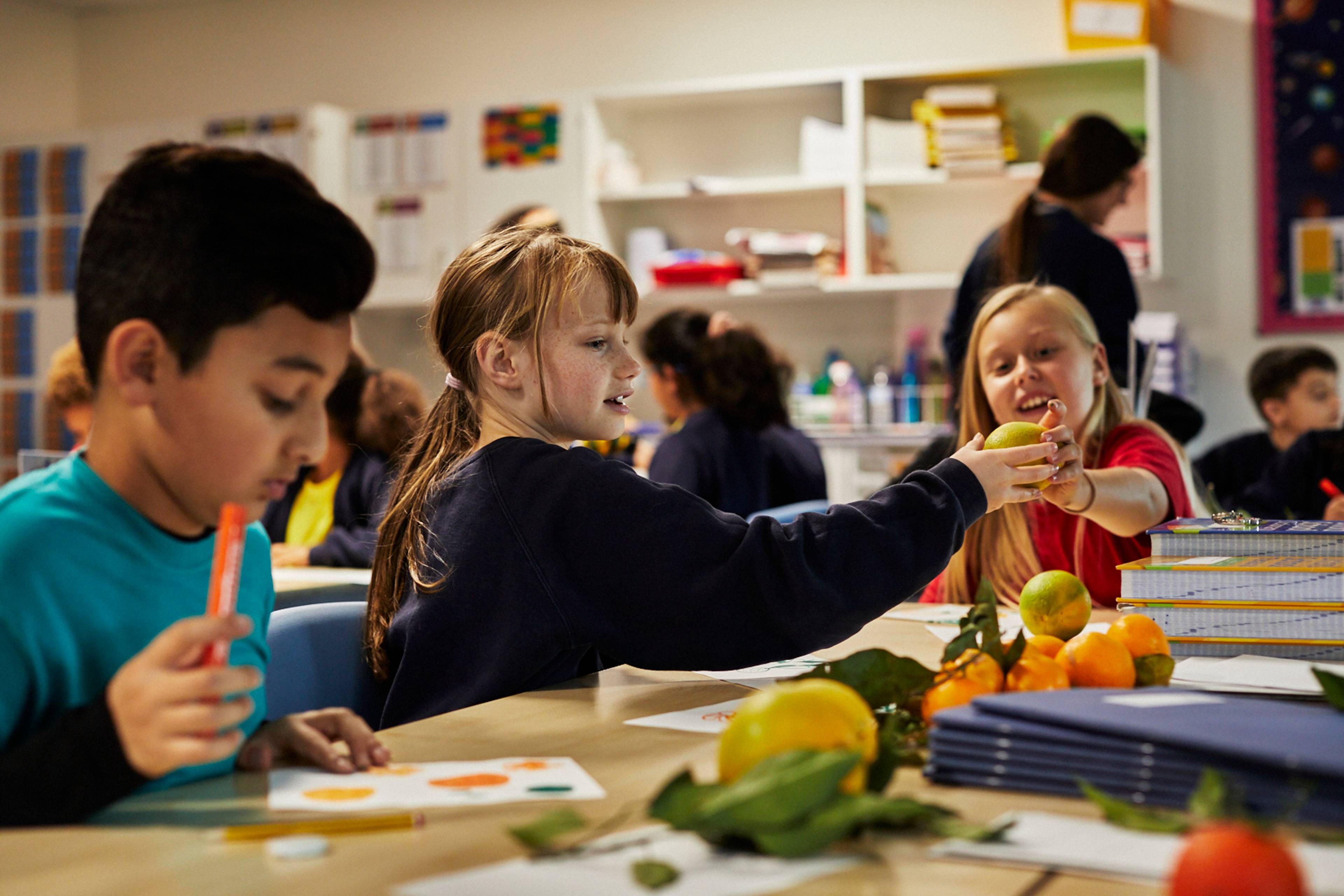 Children drawing citrus at school