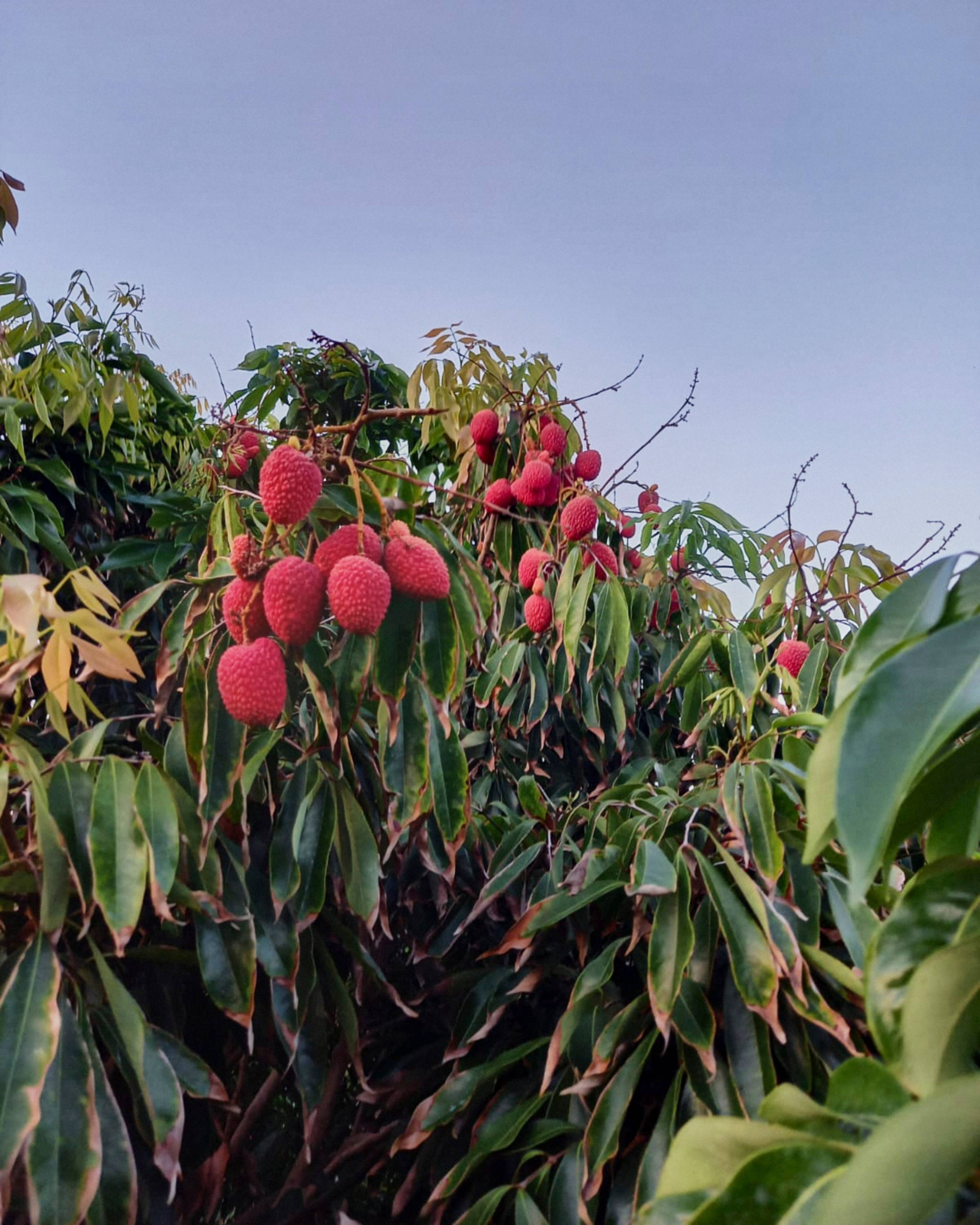 lychees growing on the plants