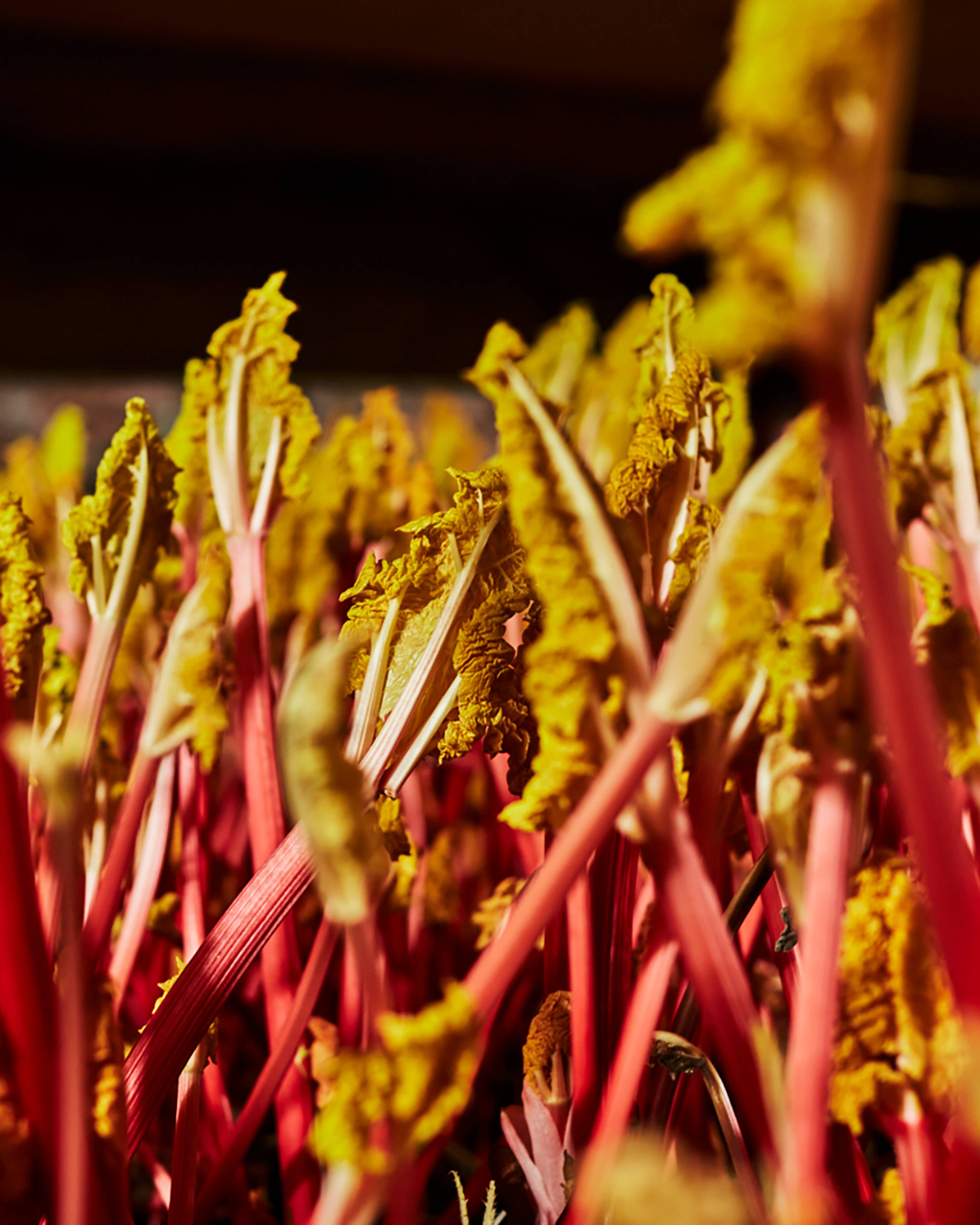 Season planner image