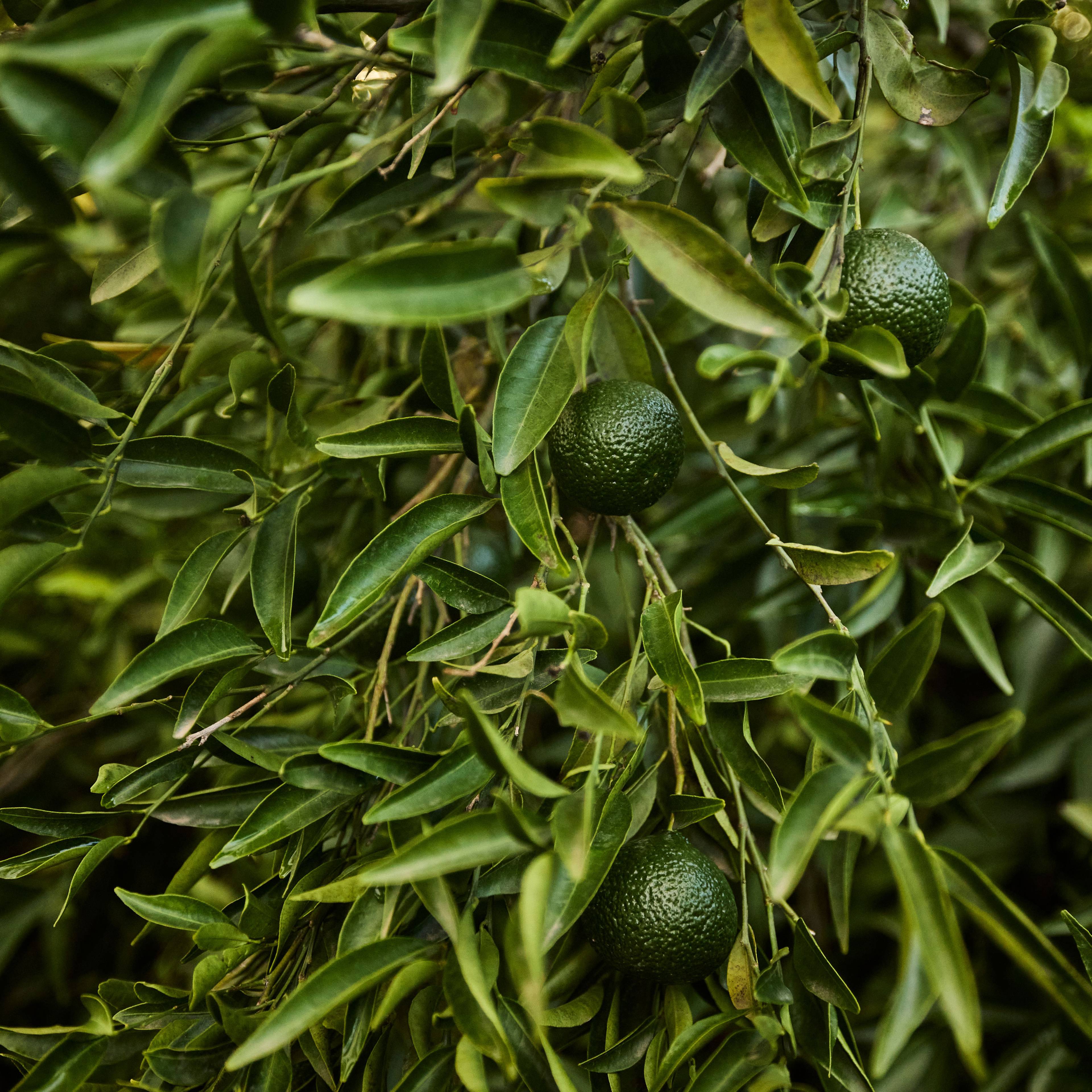Green citrus growing on the tree