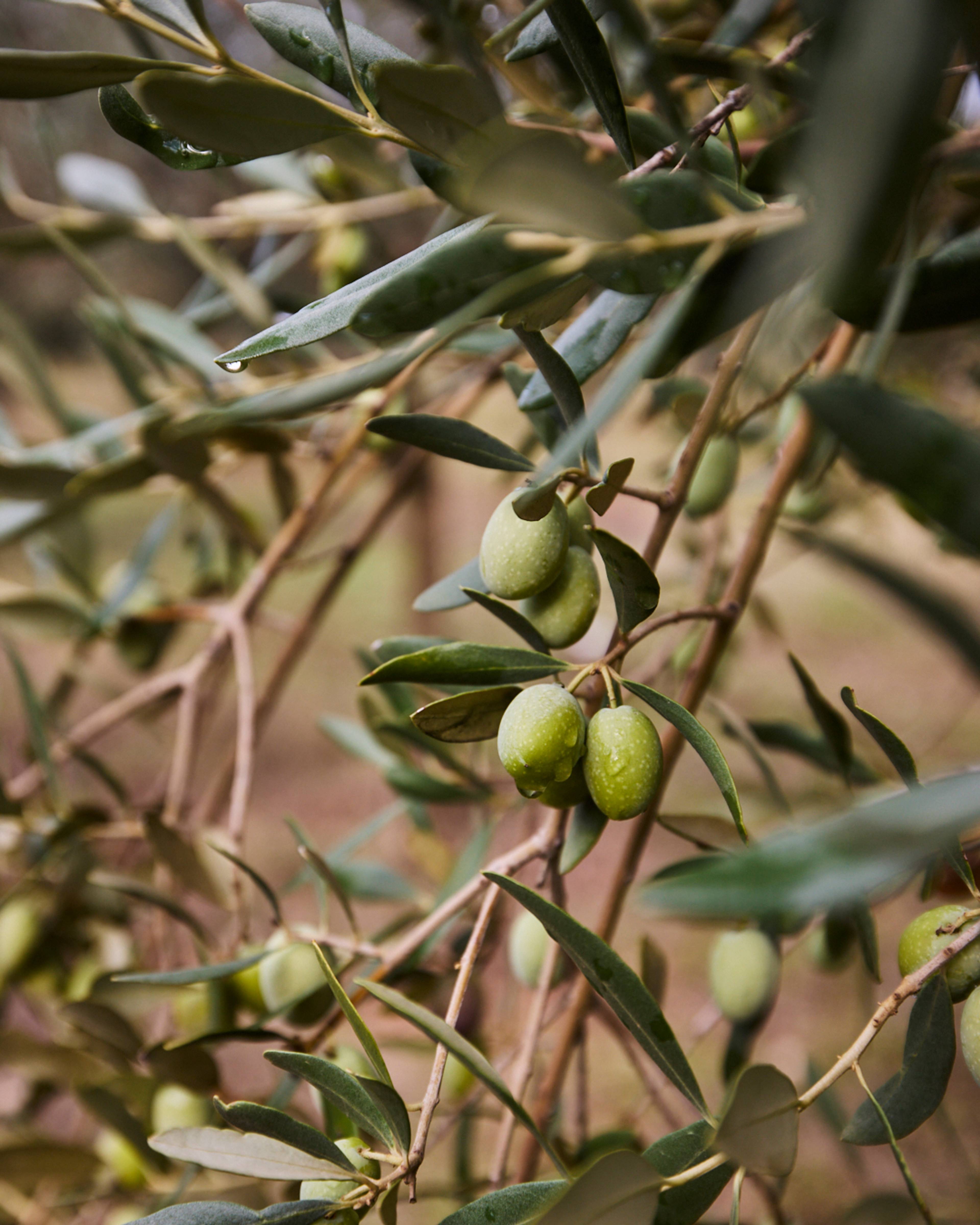close up of olives growing on the tree