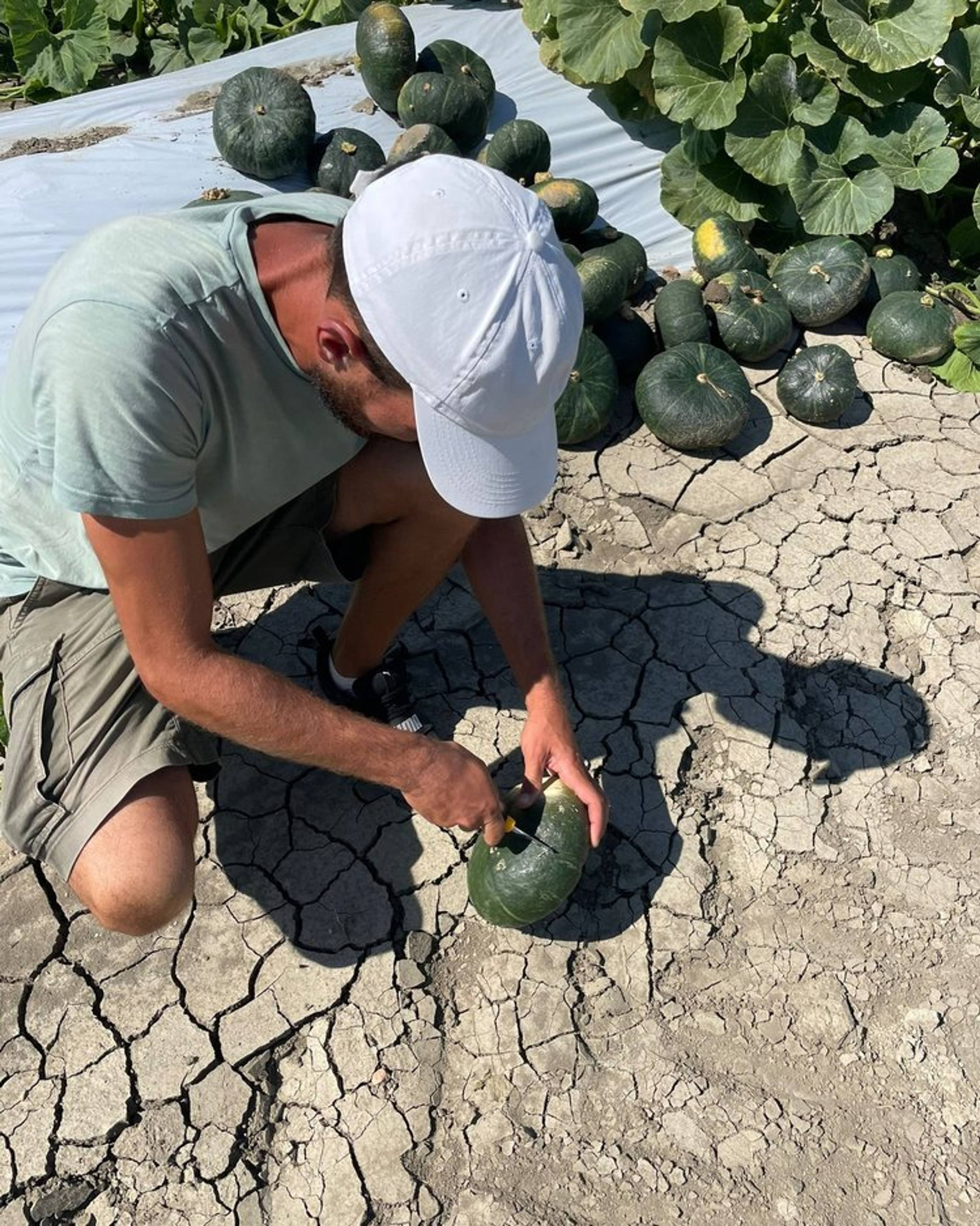 oscar cutting open a pumpkin on the ground