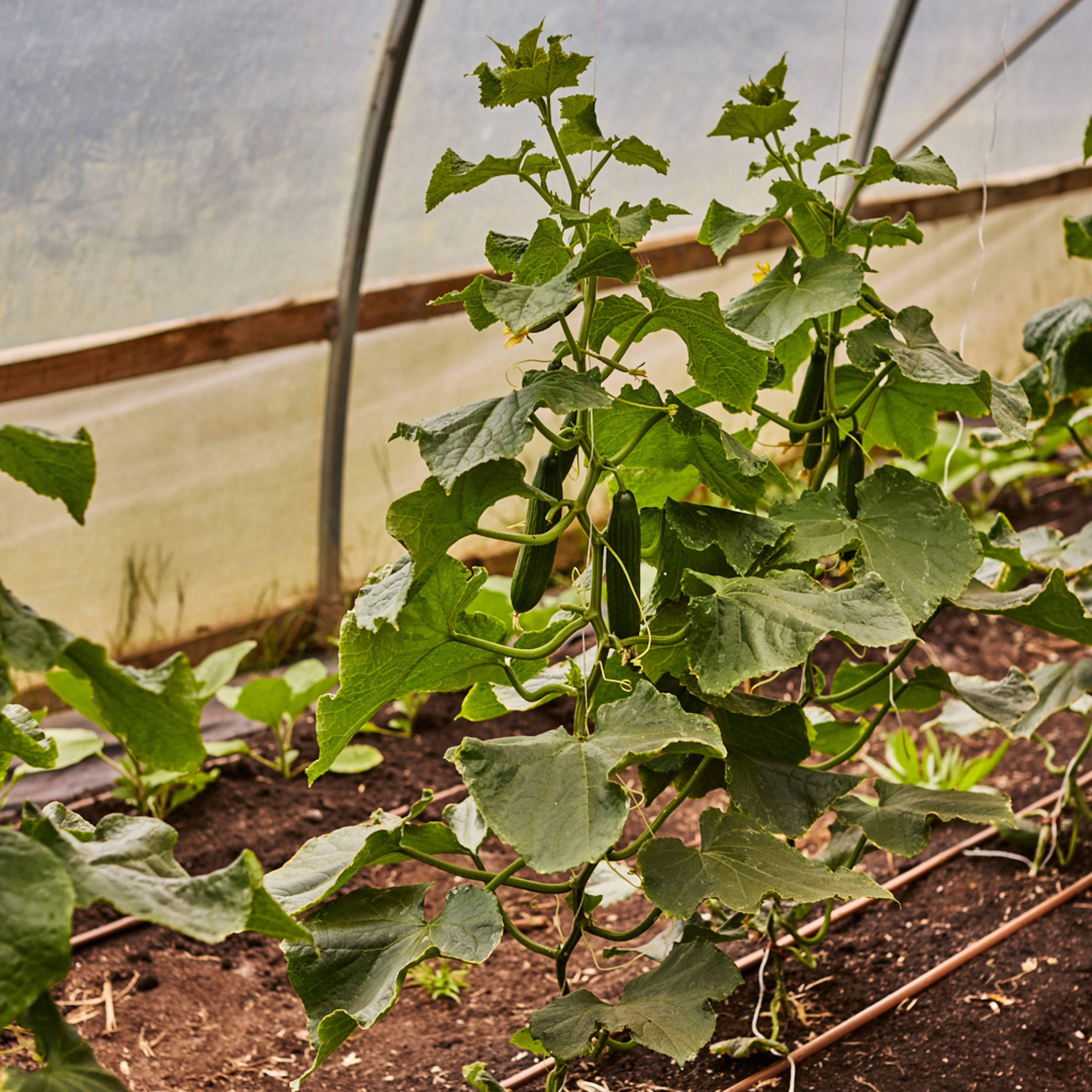 cucumber plants growing in the soil in a greenhouse