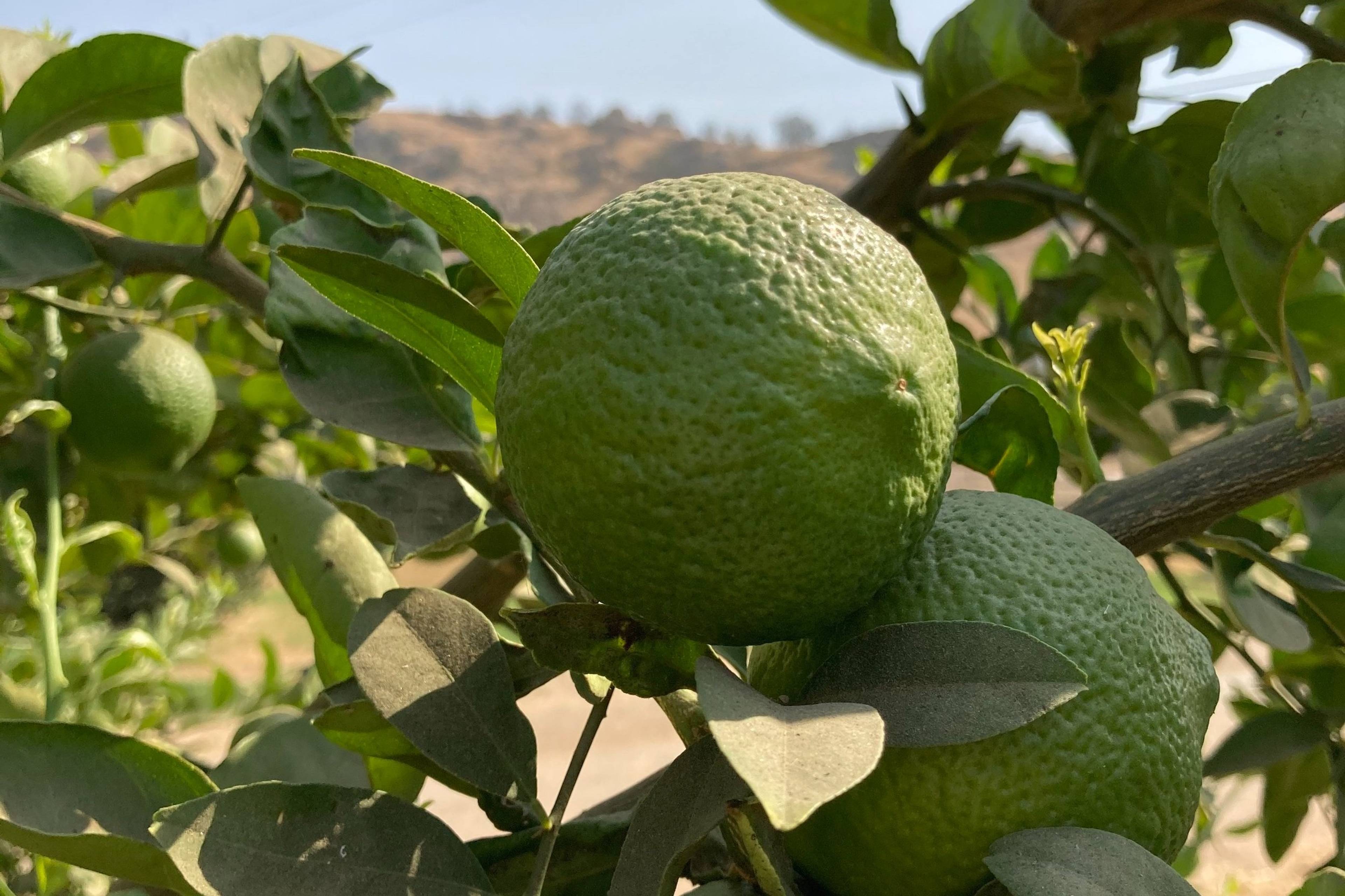 green citrus close up on the tree