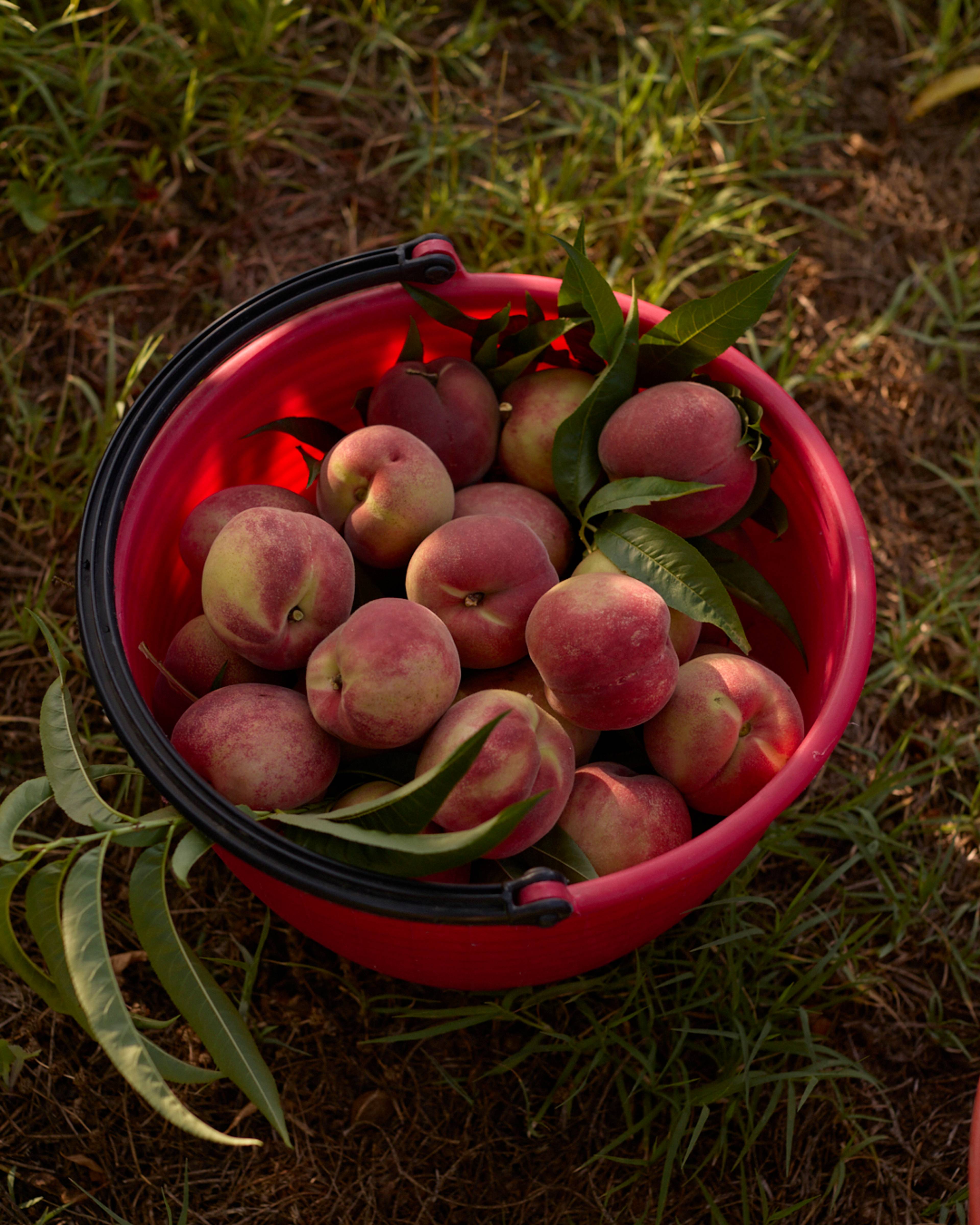 Images with caption alt text